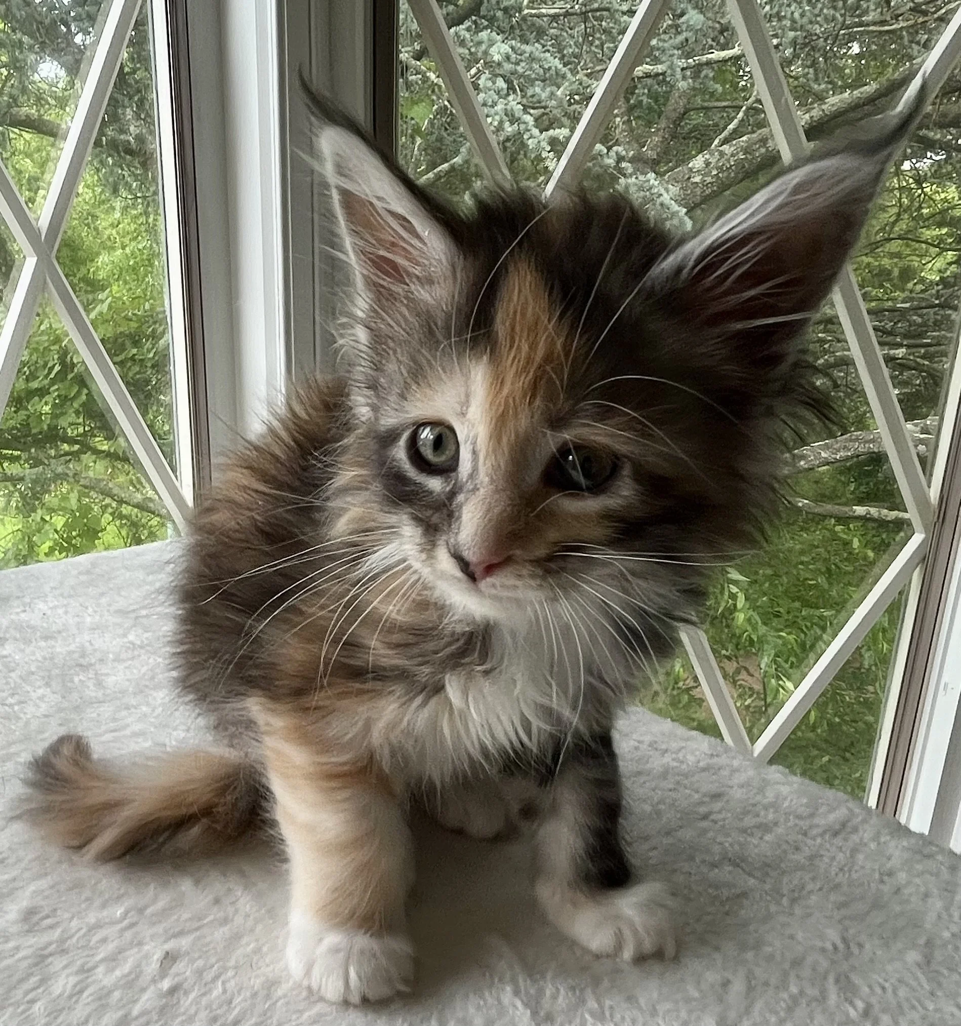 Sapphire. Female. Black Smoke Calico Maine Coon kitten- 7 weeks old. Born April 12, 2025 to Ember and Katahdin.