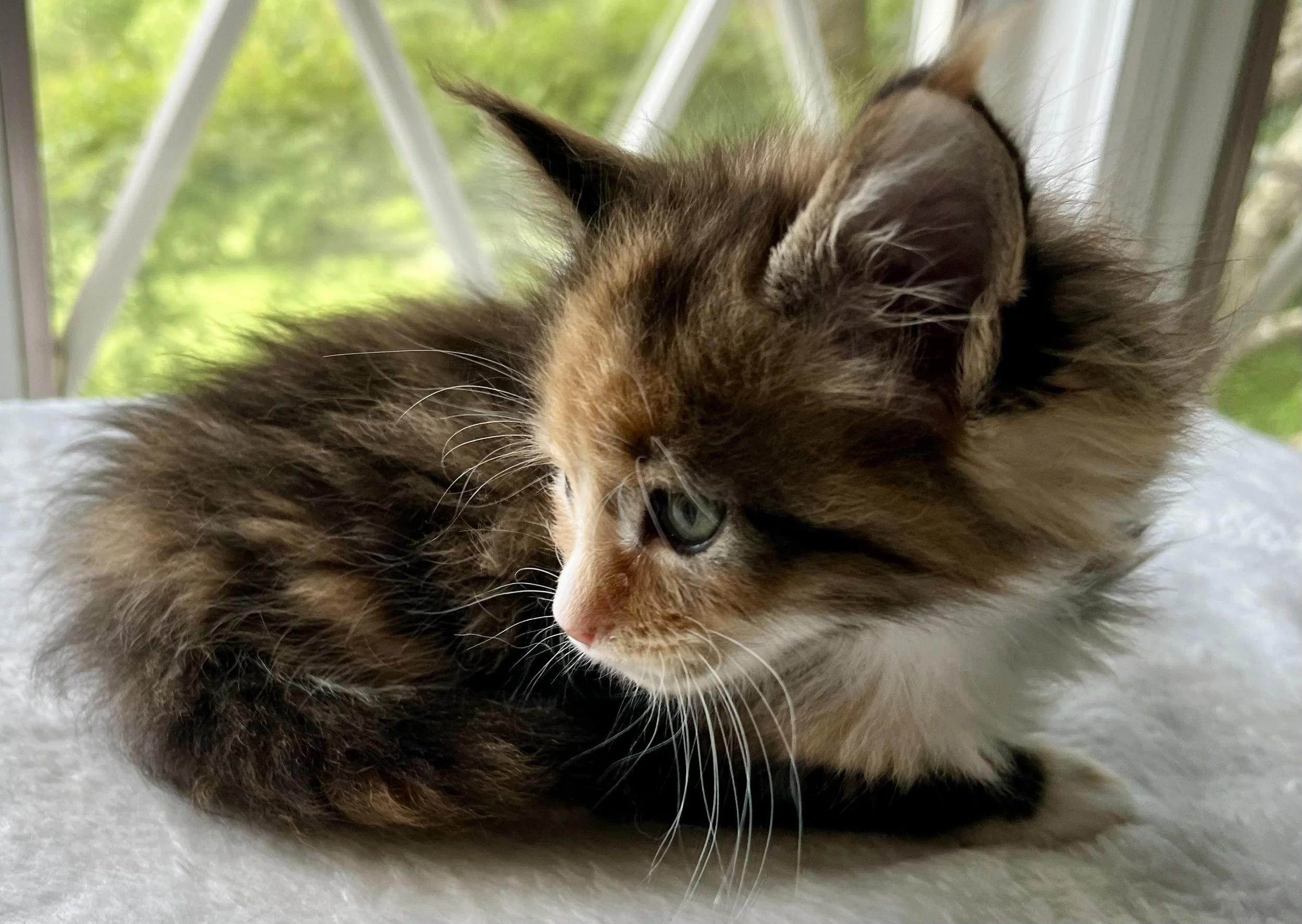 Jade- Calico Maine Coon 6 weeks old. Female