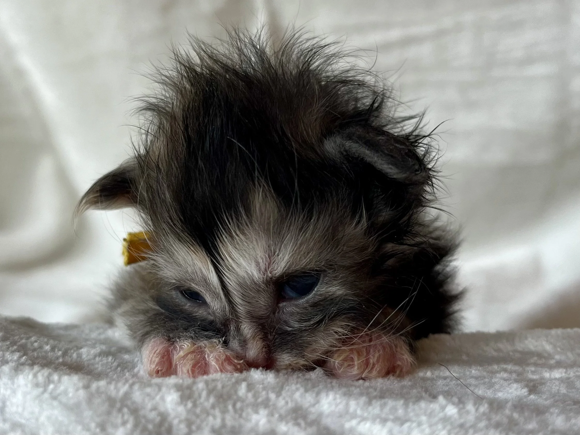 Pearl: Female. Black Smoke Calico Maine Coon kitten- 2 weeks old. Born April 12, 2025 to Ember and Katahdin.