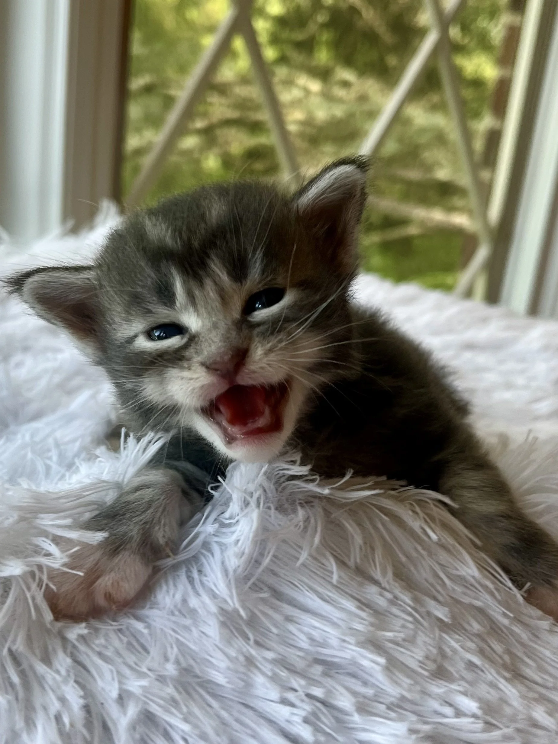 Lolly. Male Blue Tabby Maine Coon kitten- 4 weeks old. Born June 16, 2025 to Lola and Katahdin.