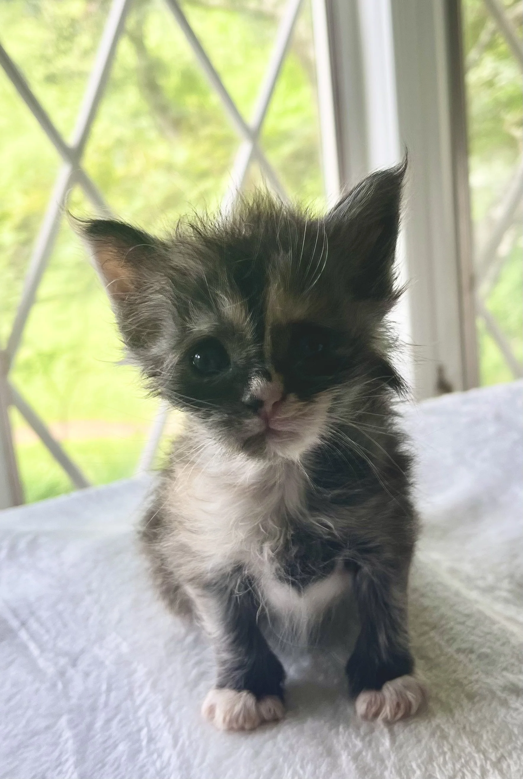 Pearl: Female. Black Smoke Calico Maine Coon kitten- 4 weeks old. Born April 12, 2025 to Ember and Katahdin.