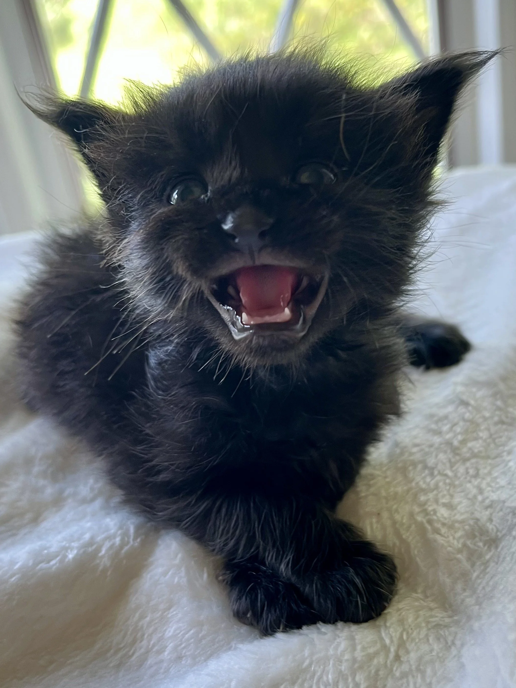 Jasper- Male Black Maine Coon kitten - 3 weeks old- Born April 12, 2025 to Ember and Katahdin