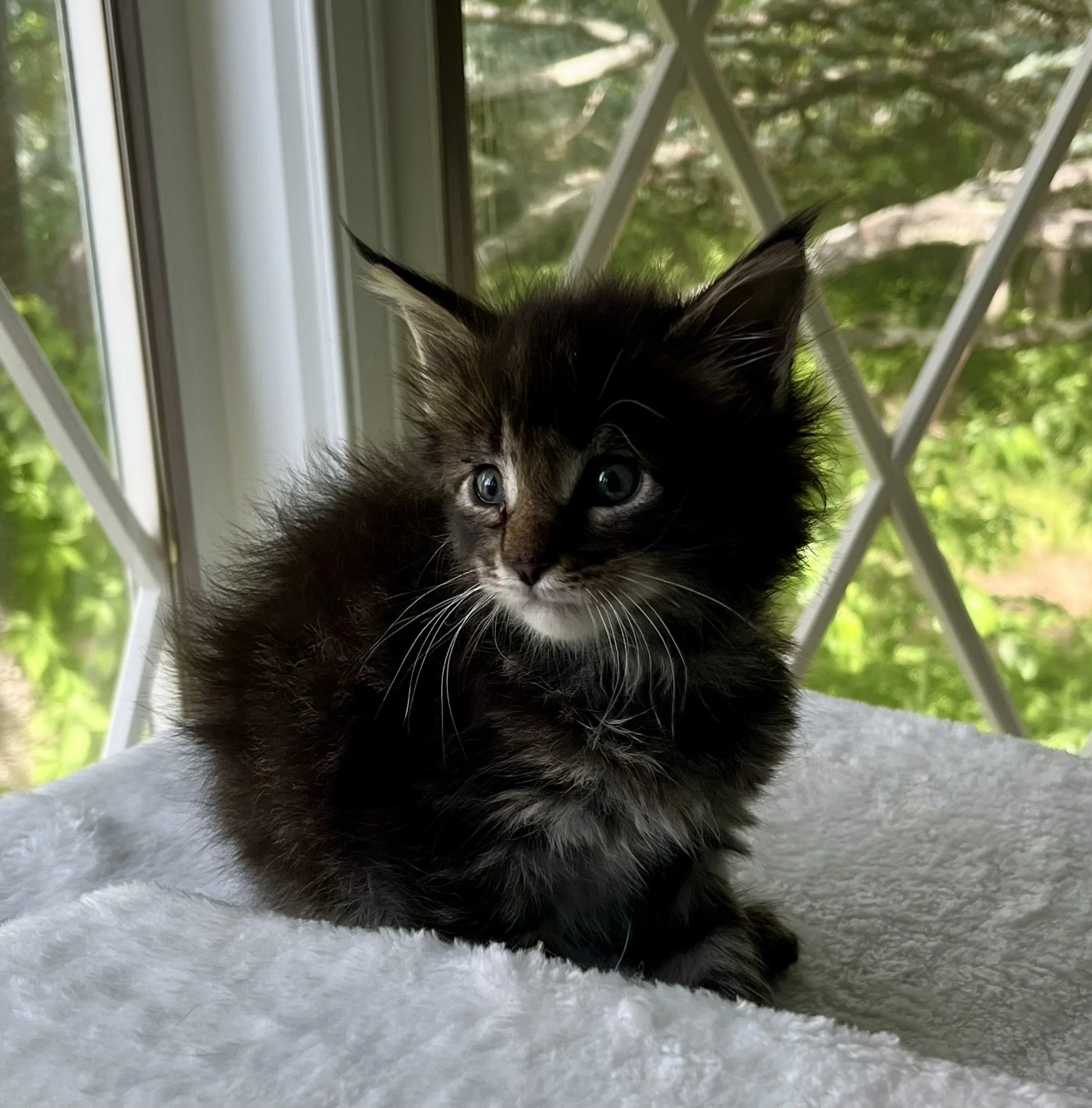 Flint- Black Classic Tabby Maine Coon- 5 weeks old