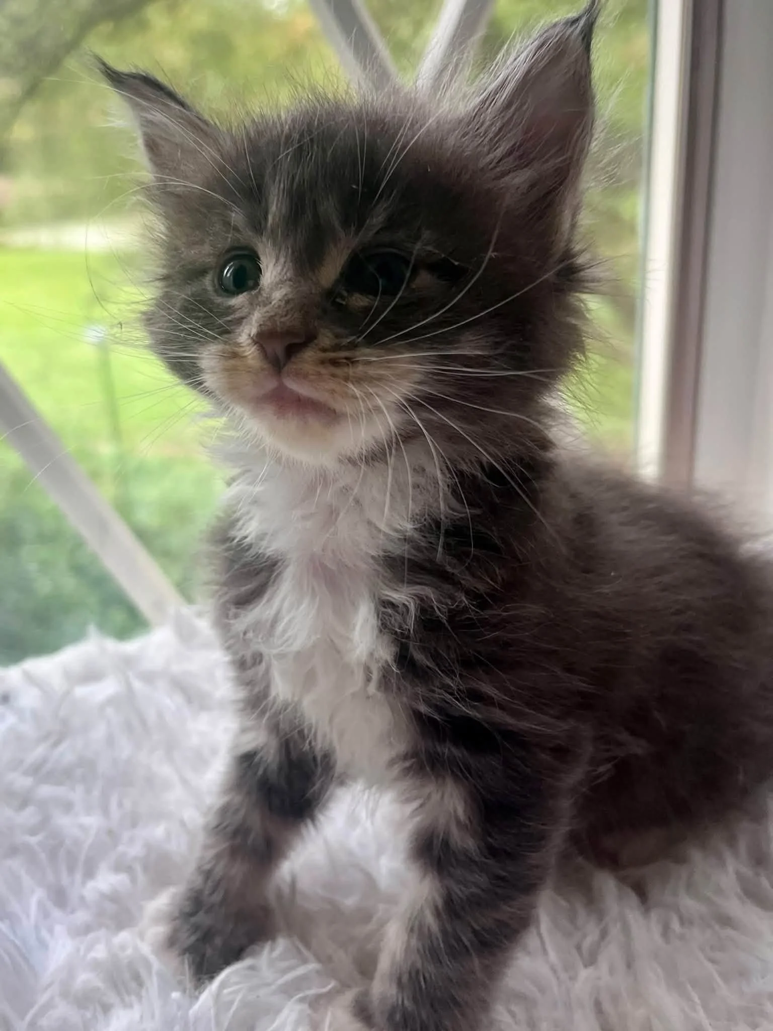 Zucchini 5 weeks