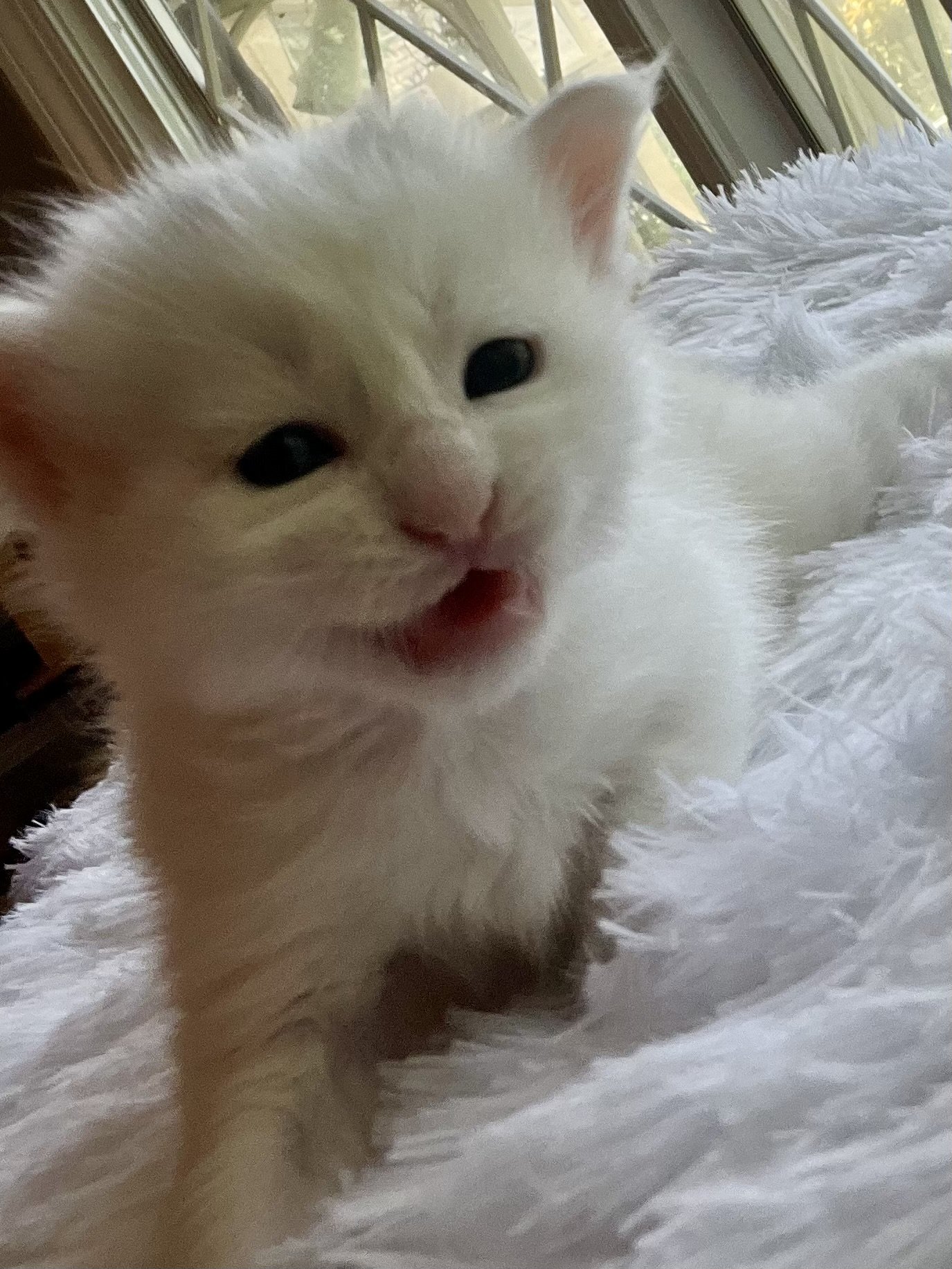 Peppermint. Male White (masking blue) Maine Coon kitten- 4 weeks old. Born June 16, 2025 to Lola and Katahdin.