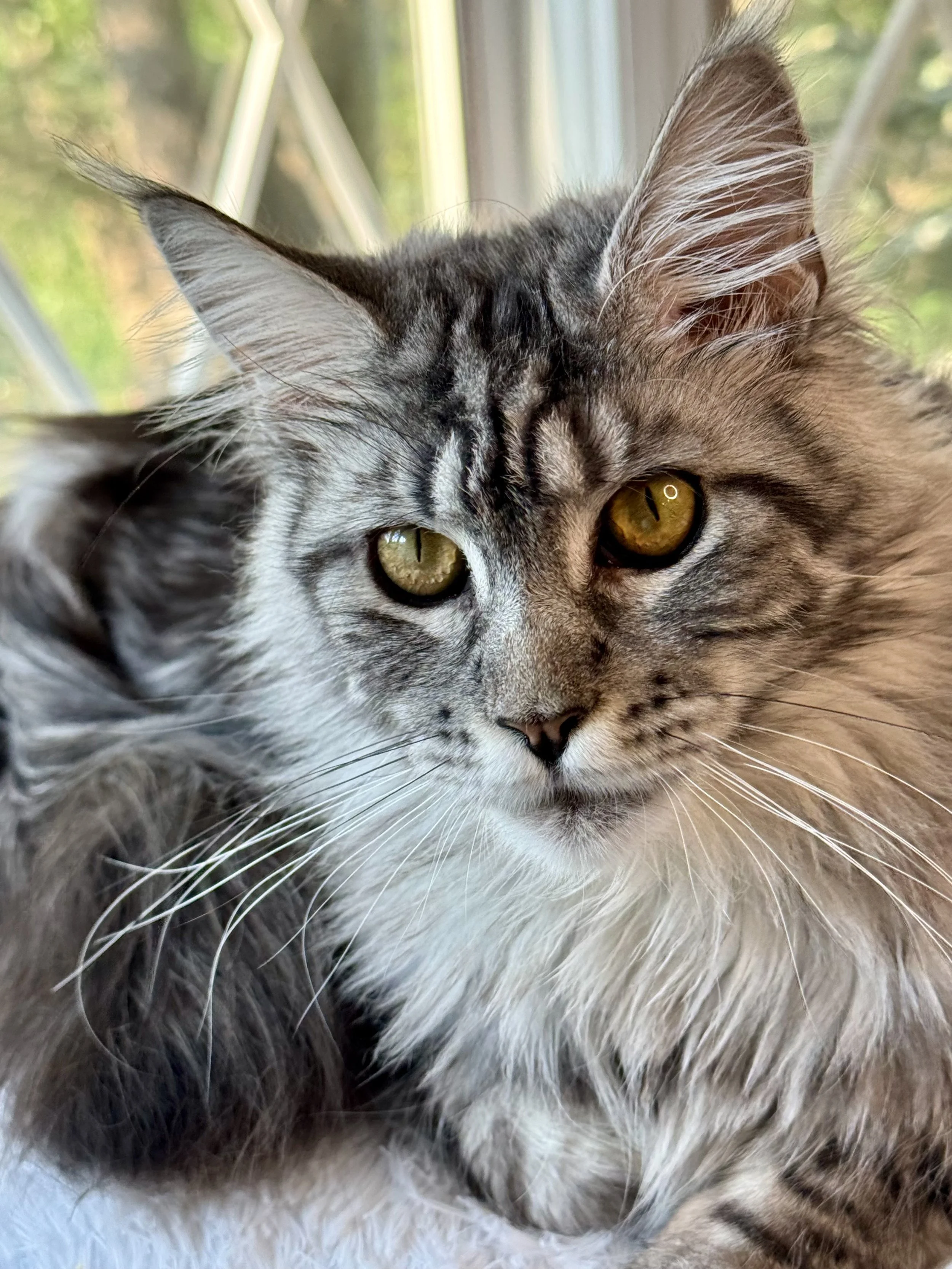 Her lineage is as refined as her looks- Aurora is a cornerstone of our program