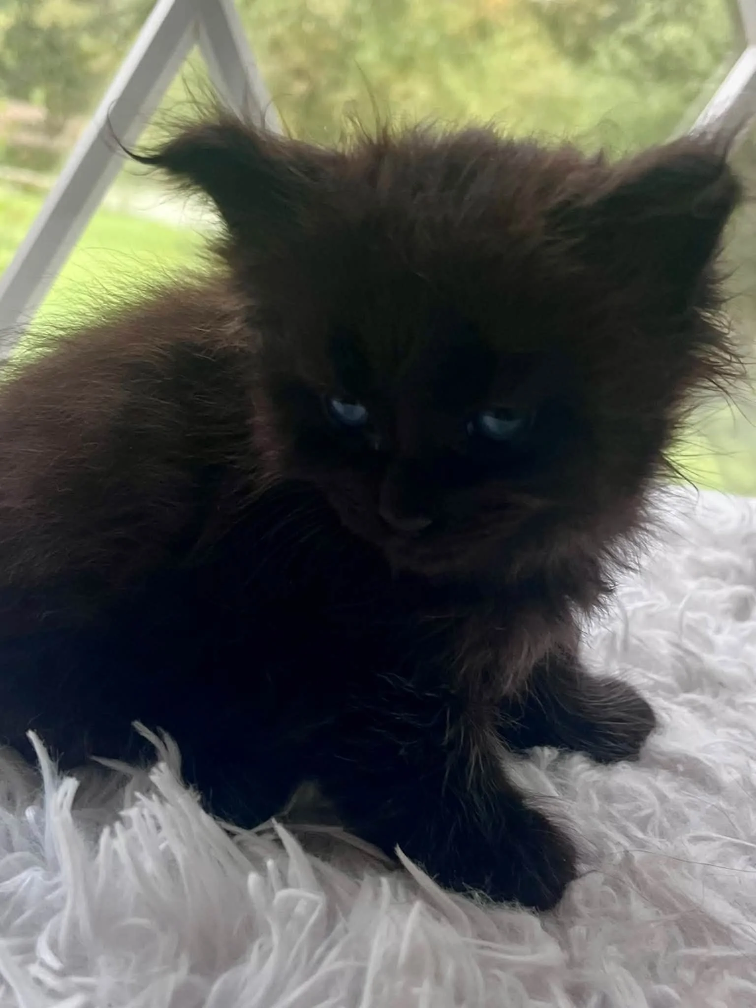 Pumpkin 5 weeks