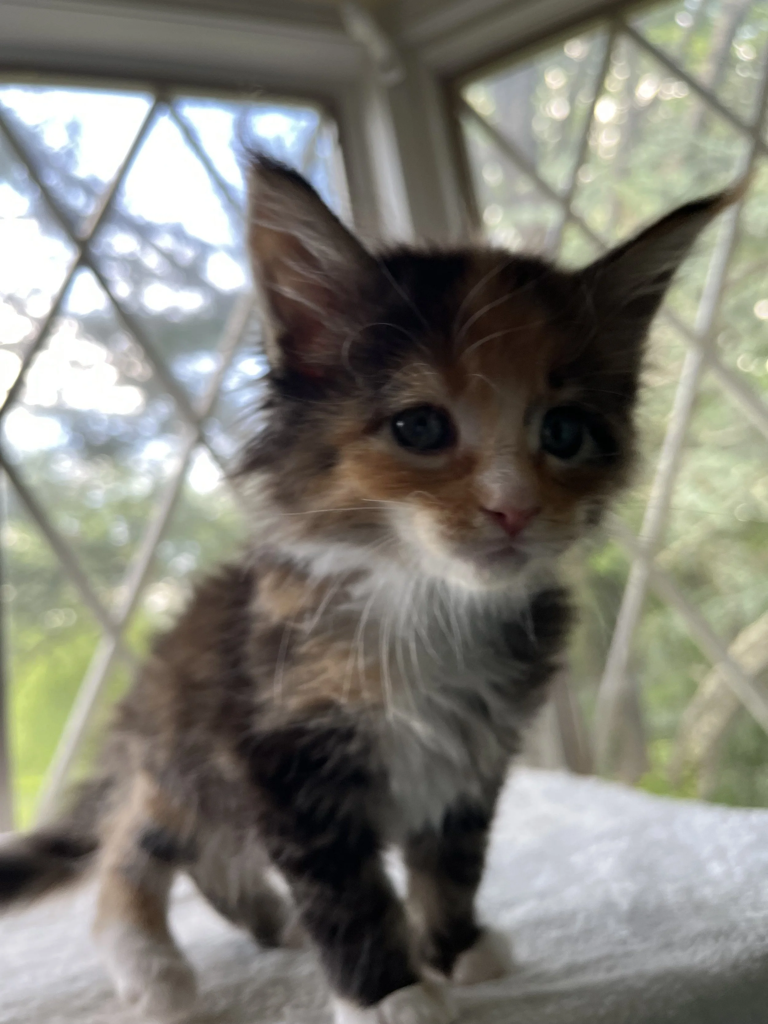 Jade- Calico Maine Coon 6 weeks old. Female