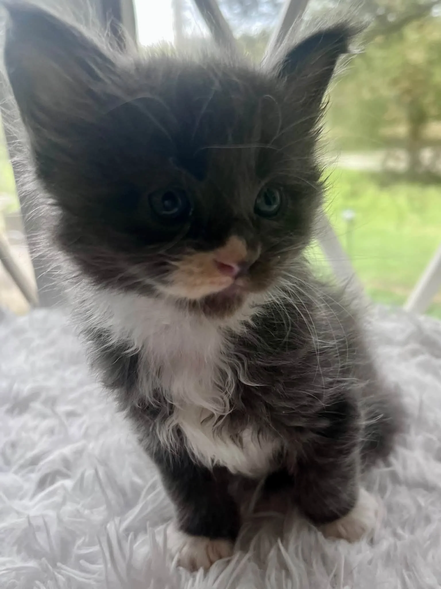 Dumpling 5 weeks