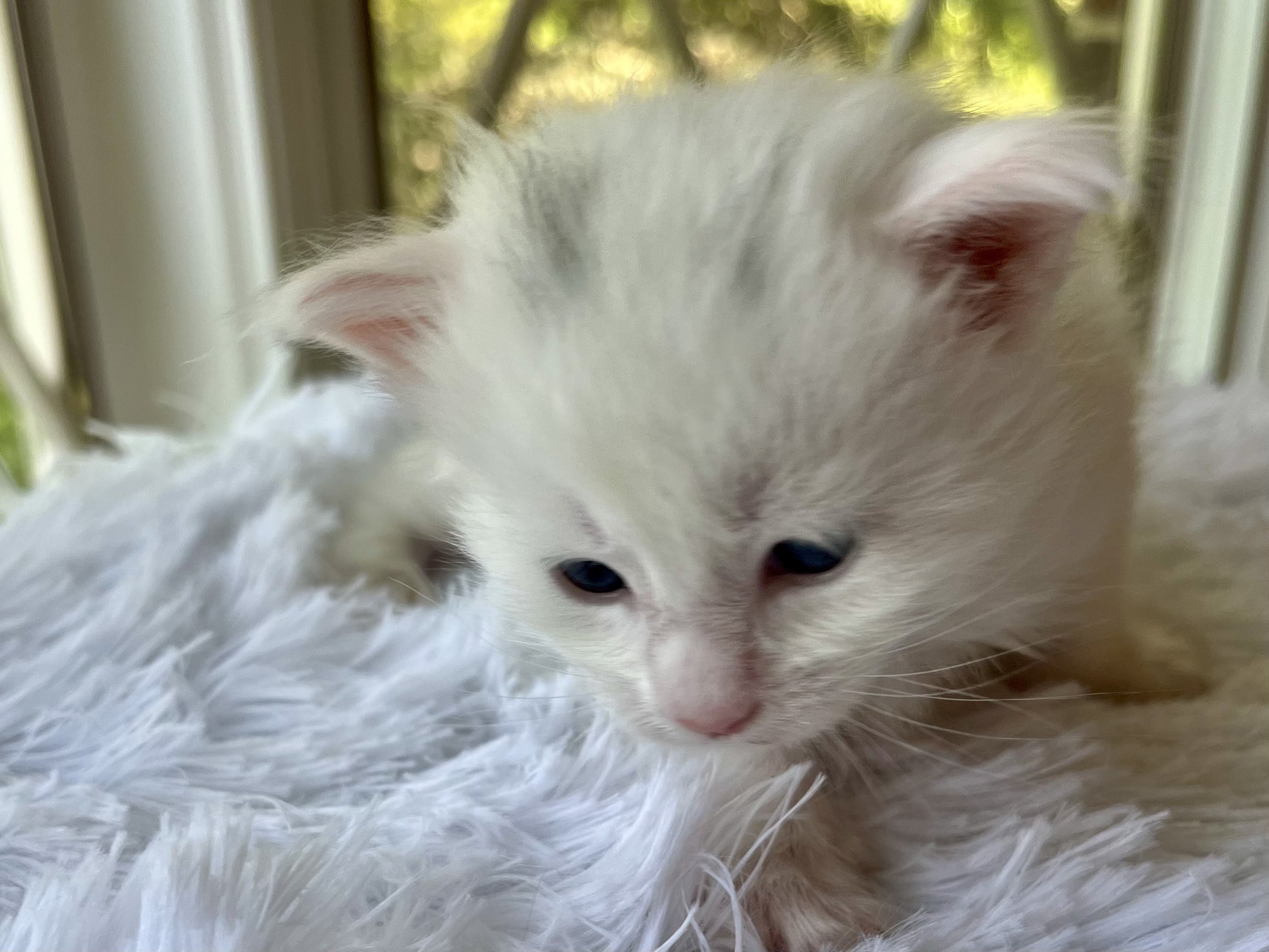 Peppermint. Male White (masking blue) Maine Coon kitten- 4 weeks old. Born June 16, 2025 to Lola and Katahdin.