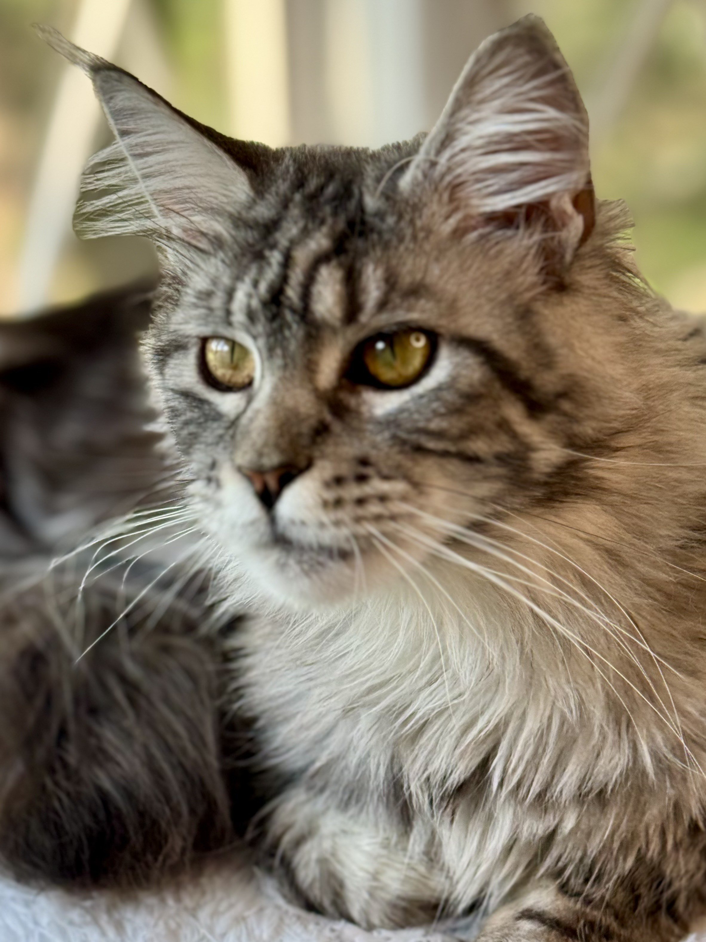 Tufted lynx tips and expressive eyes- Aurora brings wild beauty to our breeding program