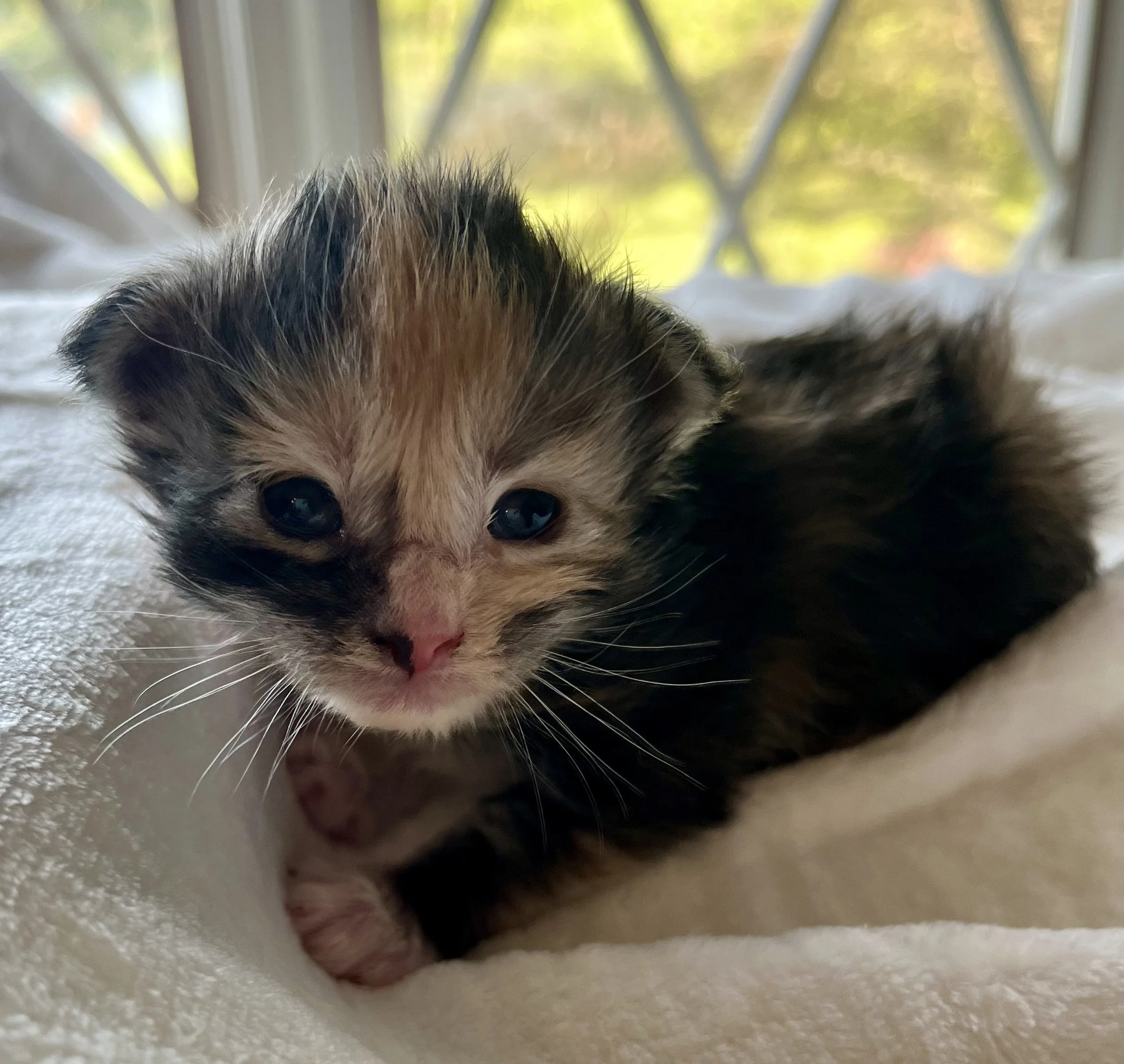 Sapphire. Female. Black Smoke Calico Maine Coon kitten- 3 weeks old. Born April 12, 2025 to Ember and Katahdin.