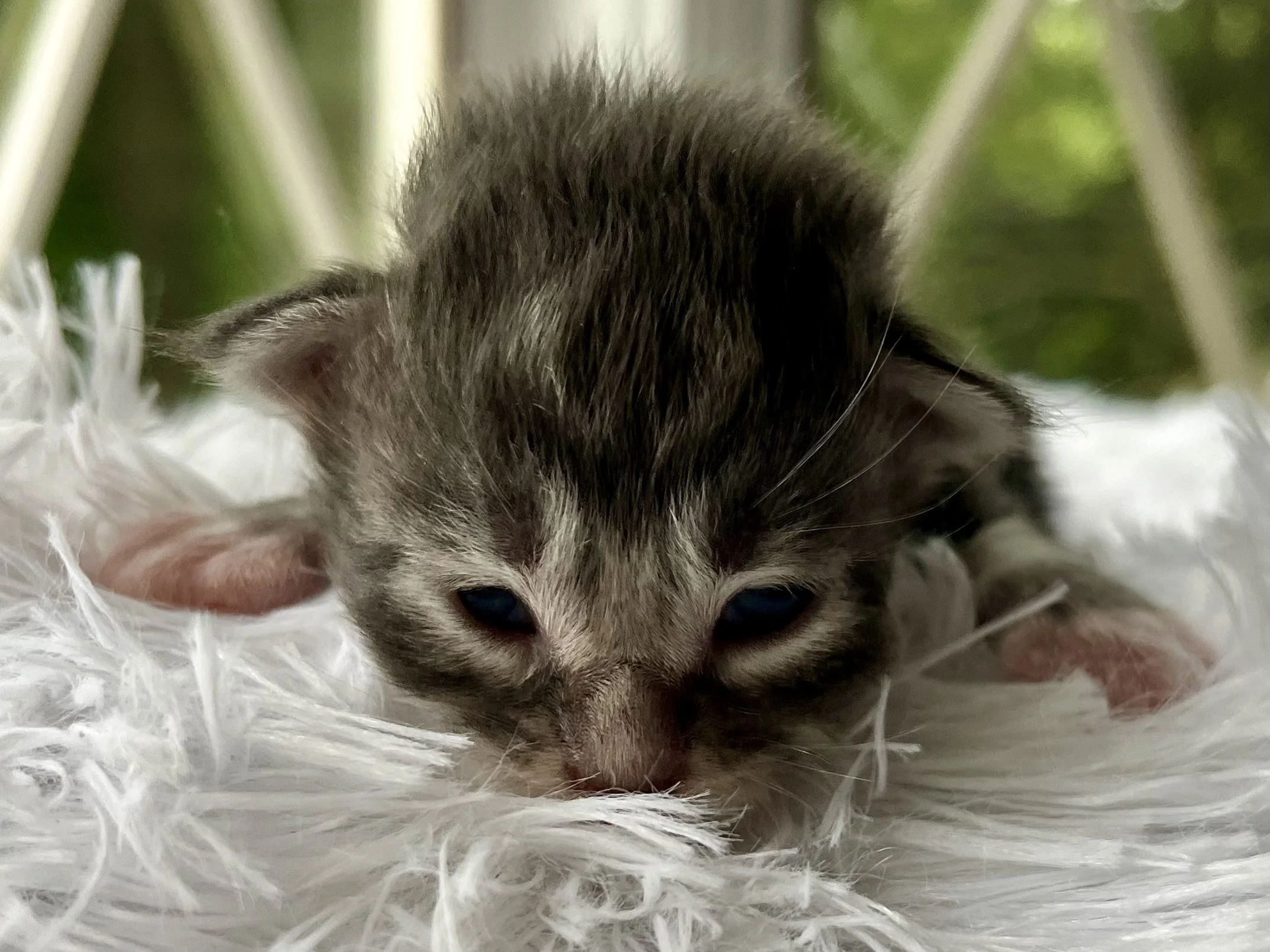 Lolly. Male Blue Tabby Maine Coon kitten- 2 weeks old. Born June 16, 2025 to Lola and Katahdin.