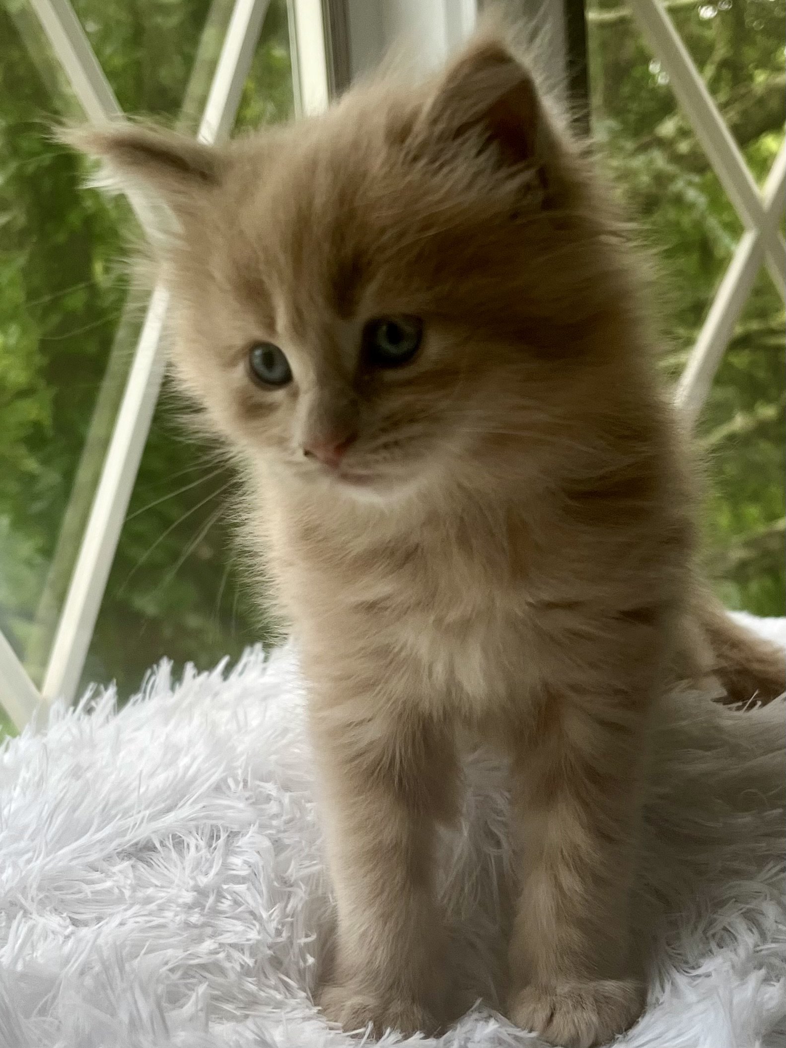 Sunny. Red male Maine Coon kitten- 5 weeks old. Born May 25, 2025 to Jenna and Katahdin.