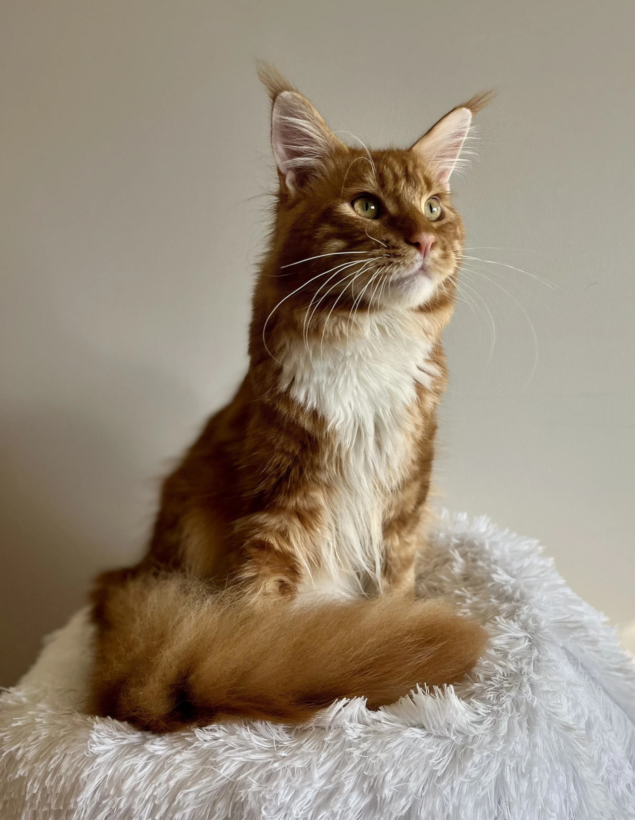 Katahdin- Red Classic Tabby with White Maine Coon- Father- TICA champion
