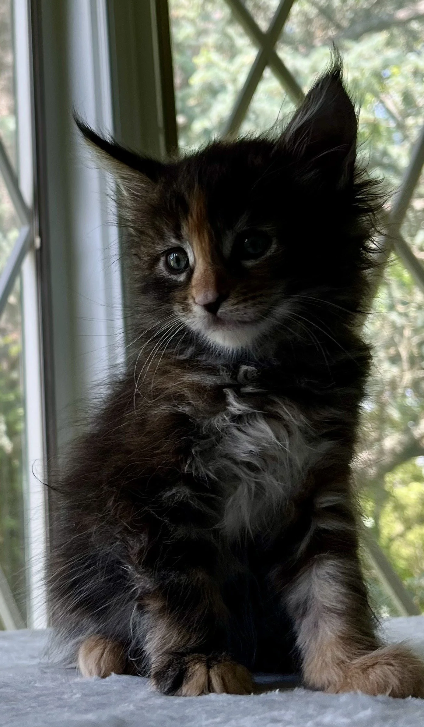 Garnet- Black Torbie Maine Coon-  6 weeks old- Female