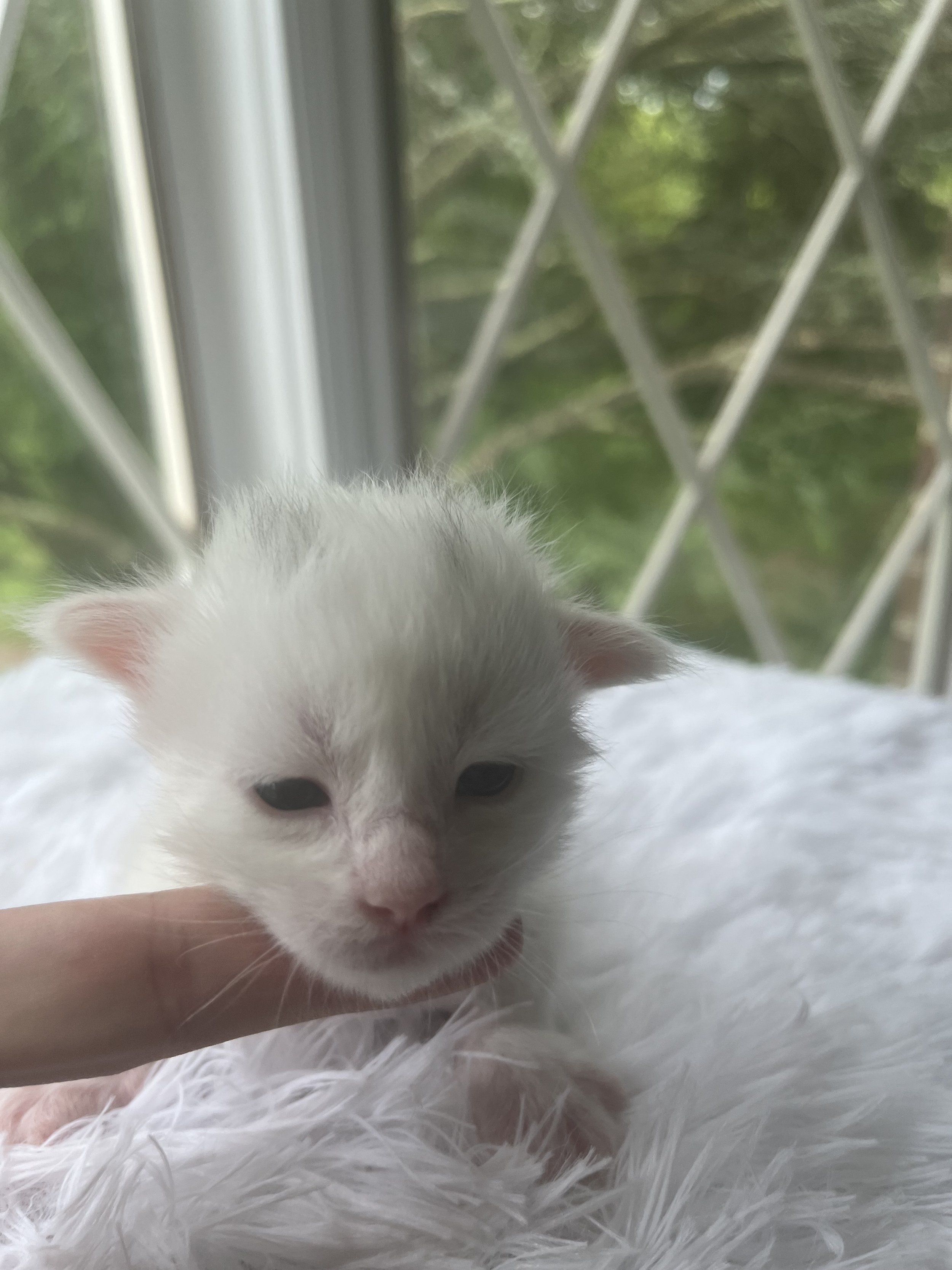 Peppermint. Male White (masking blue) Maine Coon kitten- 3 weeks old. Born June 16, 2025 to Lola and Katahdin.