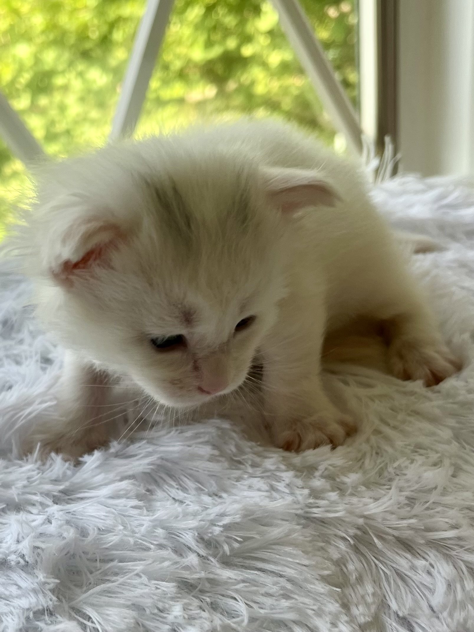 Peppermint. Male White (masking blue) Maine Coon kitten- 4 weeks old. Born June 16, 2025 to Lola and Katahdin.