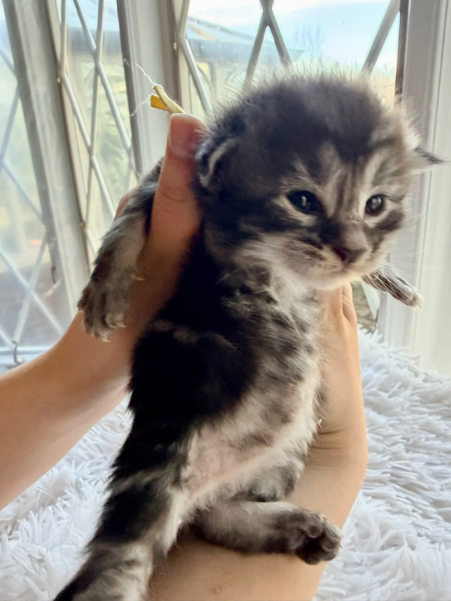 Macintosh, 2 weeks old