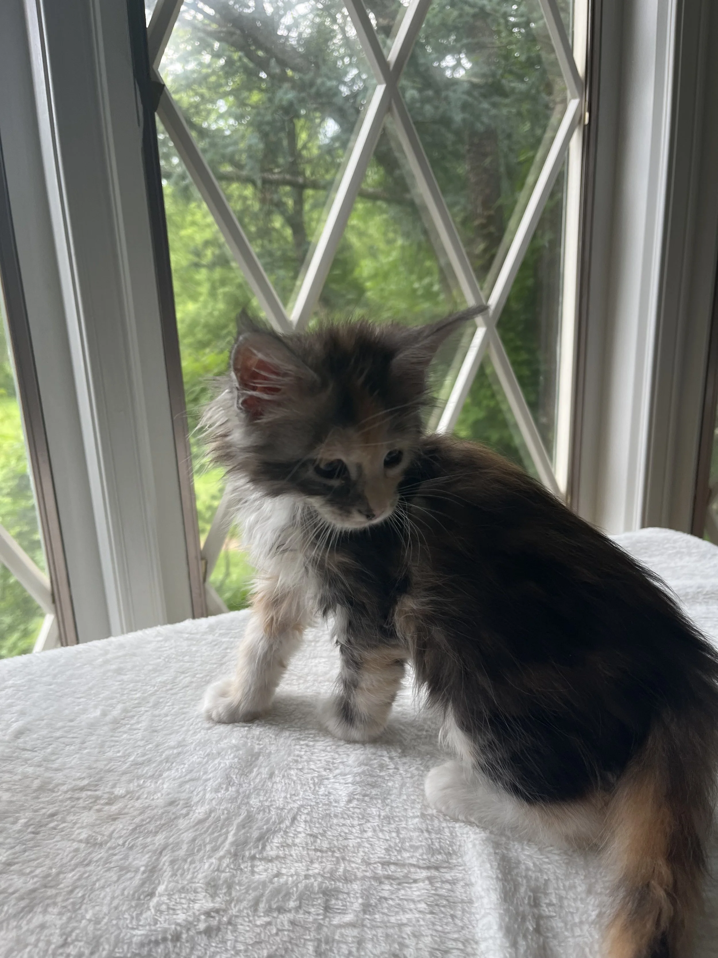 Sapphire. Female. Black Smoke Calico Maine Coon kitten- 8 weeks old. Born April 12, 2025 to Ember and Katahdin.