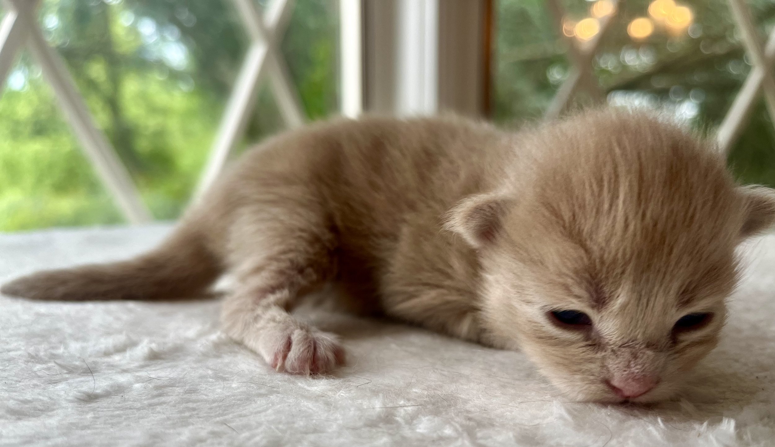 Sunny. Red male Maine Coon kitten- 2 weeks old. Born May 25, 2025 to Jenna and Katahdin.