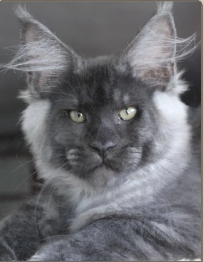 Black Smoke male Maine Coon with large ear tufts and beautiful mane