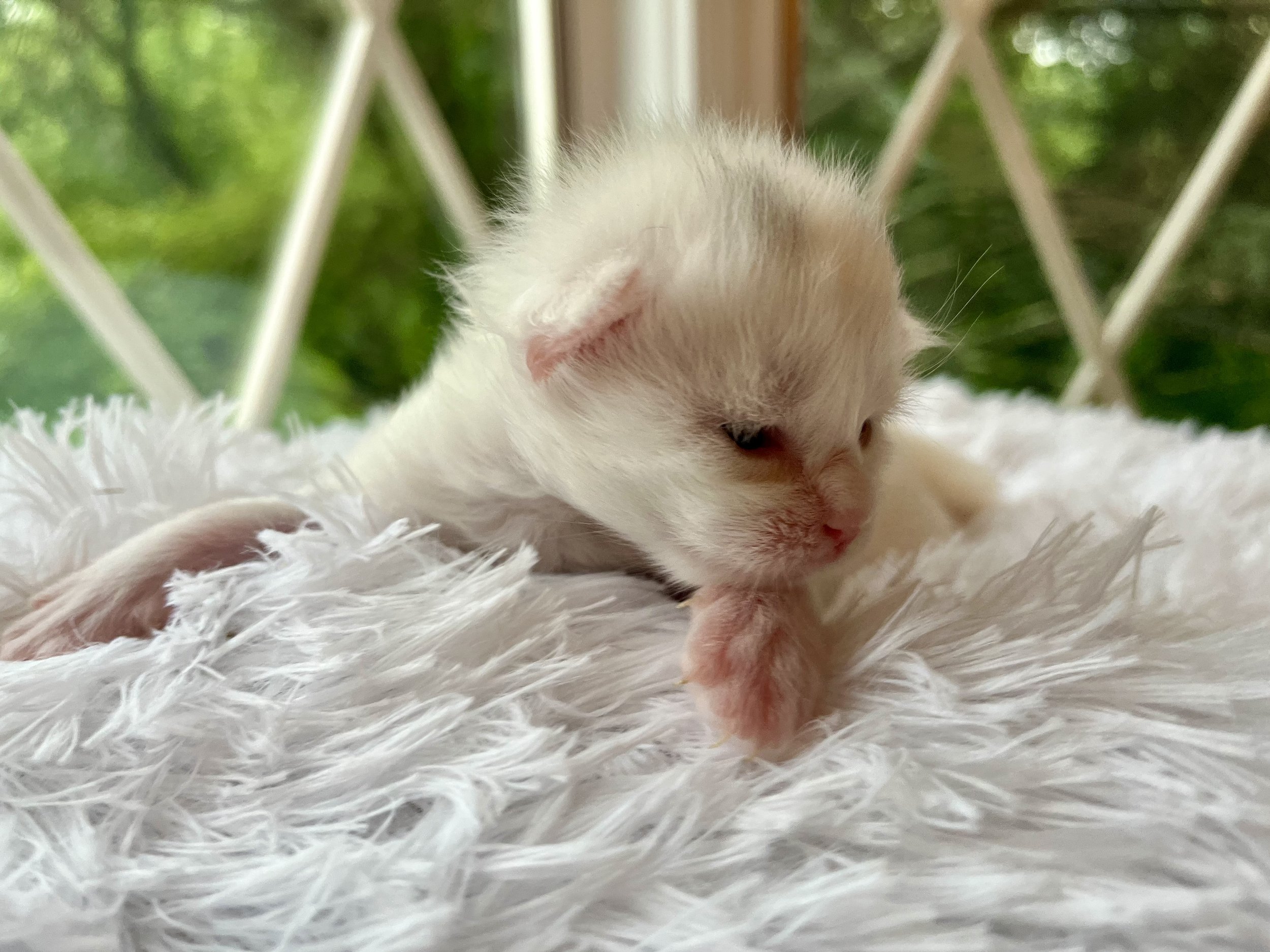 Peppermint. Male White (masking blue) Maine Coon kitten- 2 weeks old. Born June 16, 2025 to Lola and Katahdin.