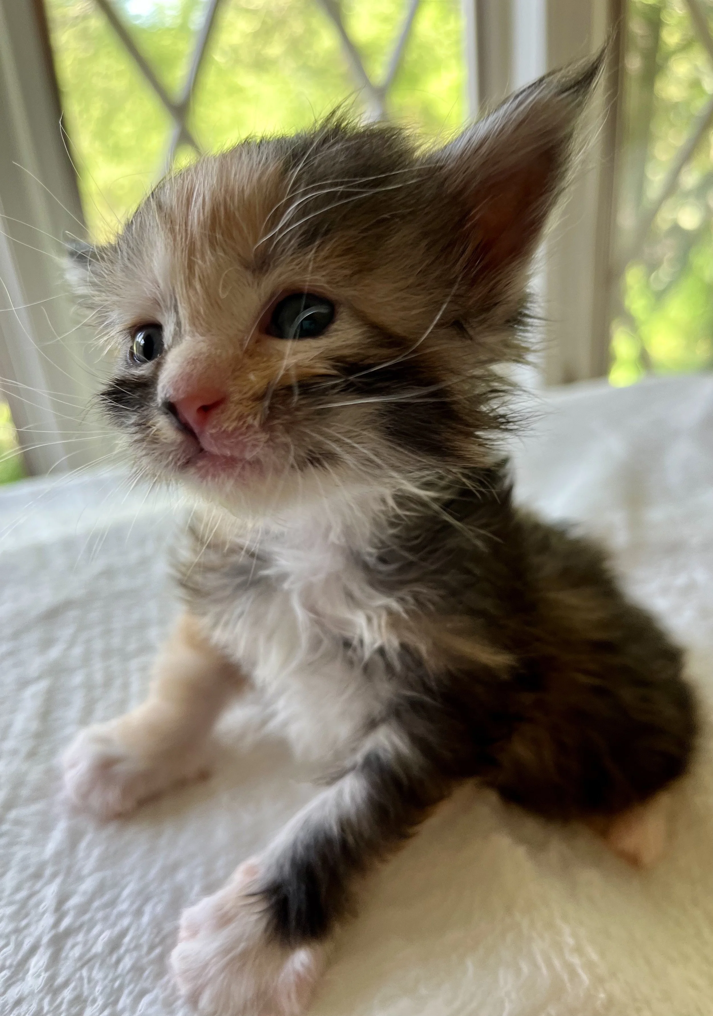 Sapphire. Female. Black Smoke Calico Maine Coon kitten- 3 weeks old. Born April 12, 2025 to Ember and Katahdin.