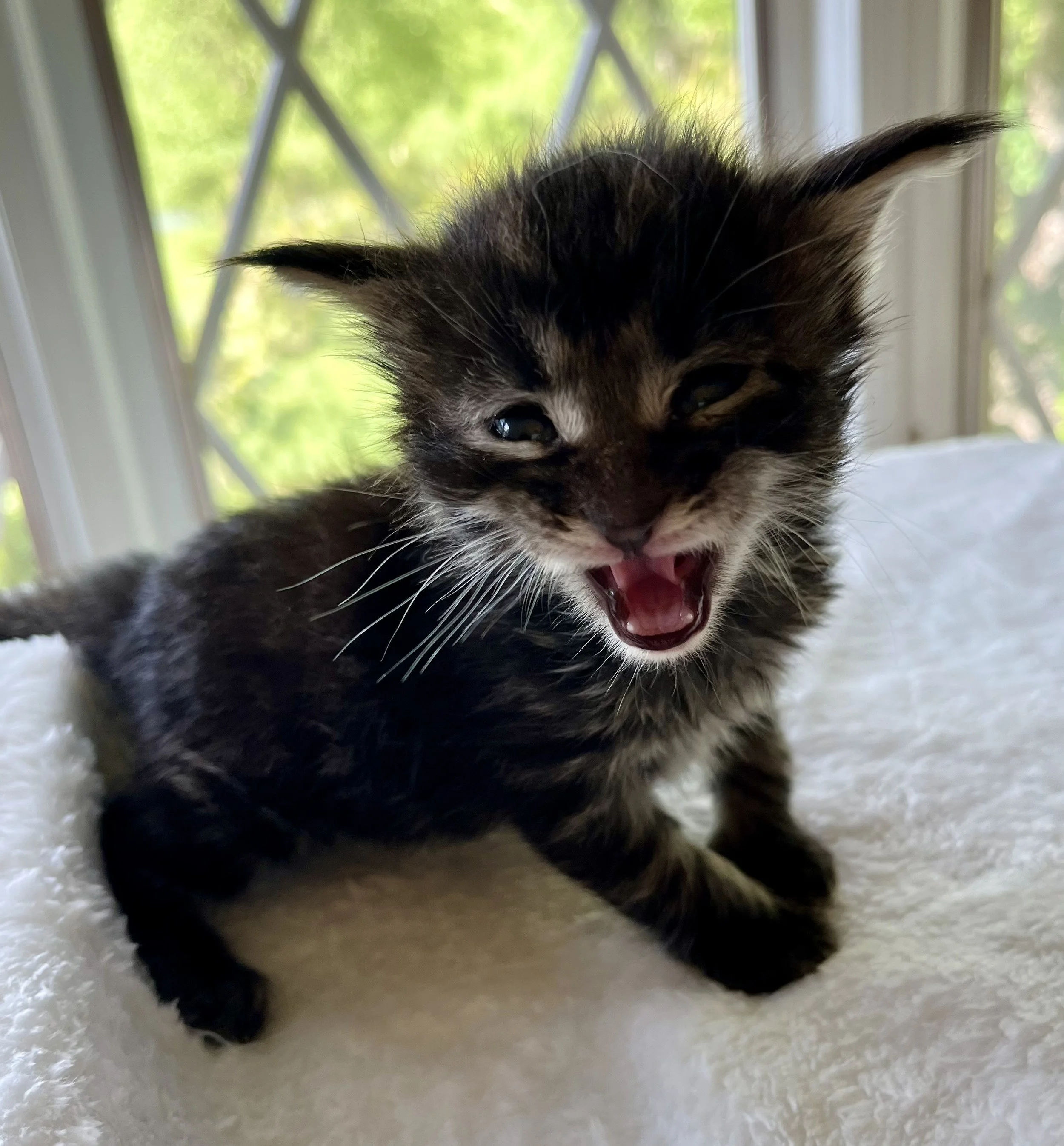 Flint- Black Classic Tabby Maine Coon- 3 weeks