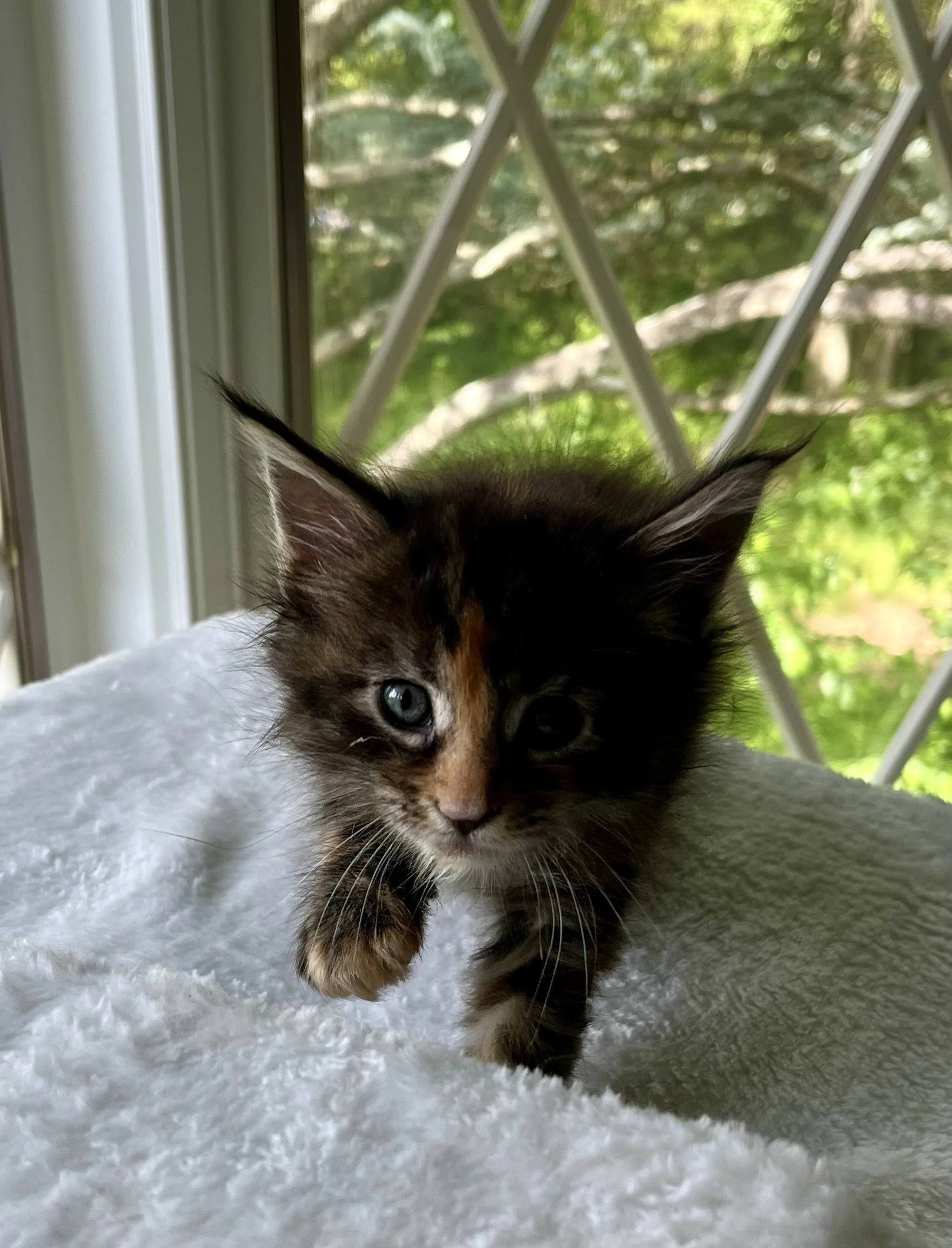 Garnet- Black Torbie Maine Coon- 5 weeks old- Female