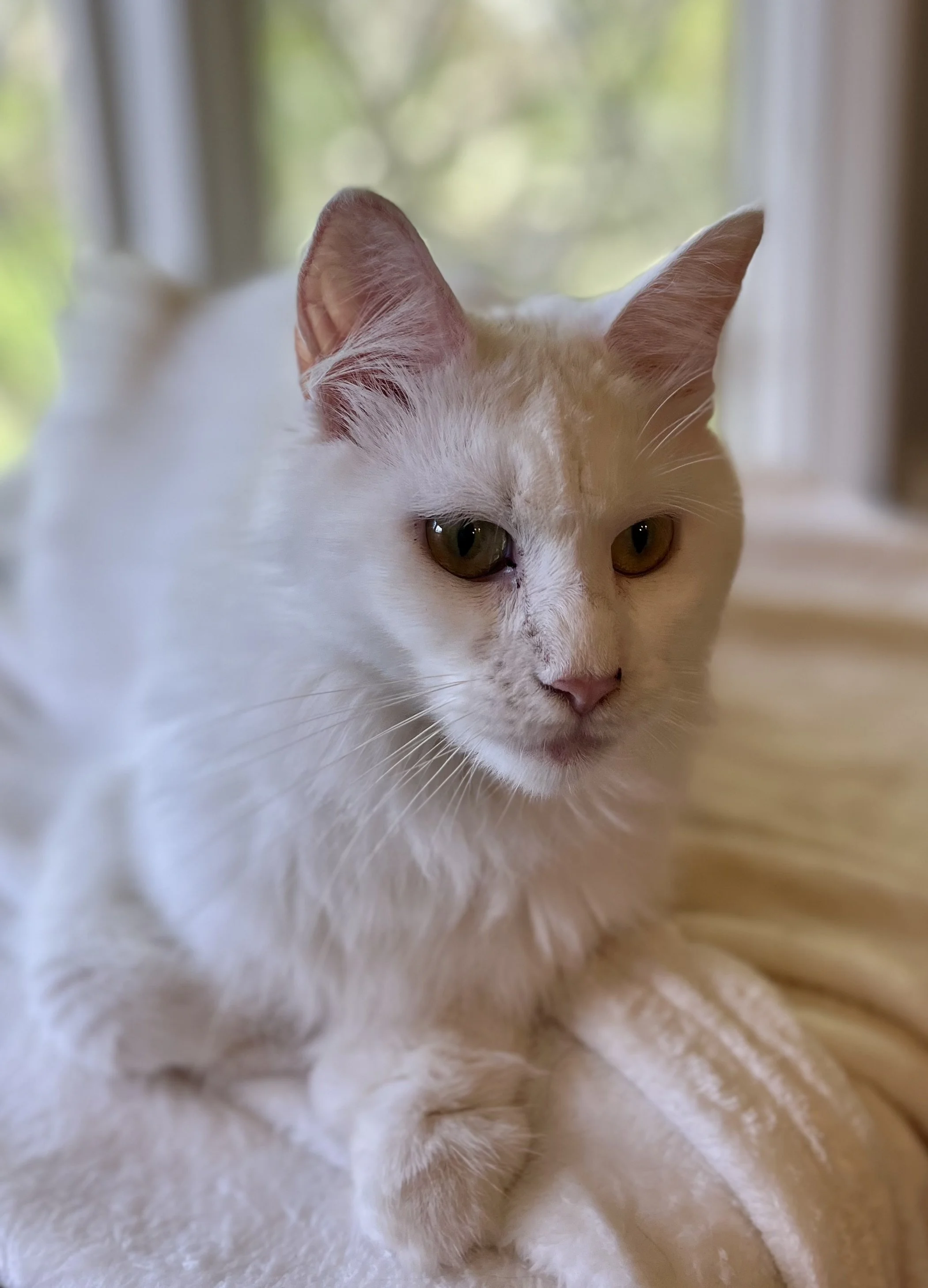 Lola- 5th Generation, Polydactyl, TICA  Champion, White Masking Blue Maine Coon