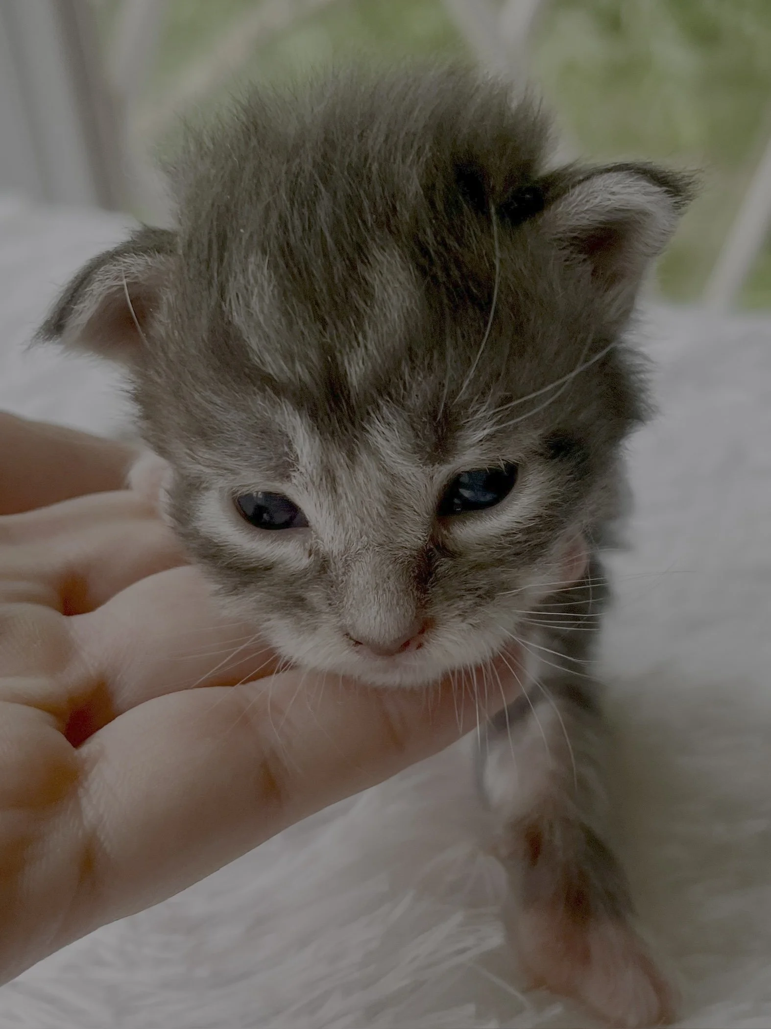Lolly. Male Blue Tabby Maine Coon kitten- 3 weeks old. Born June 16, 2025 to Lola and Katahdin.