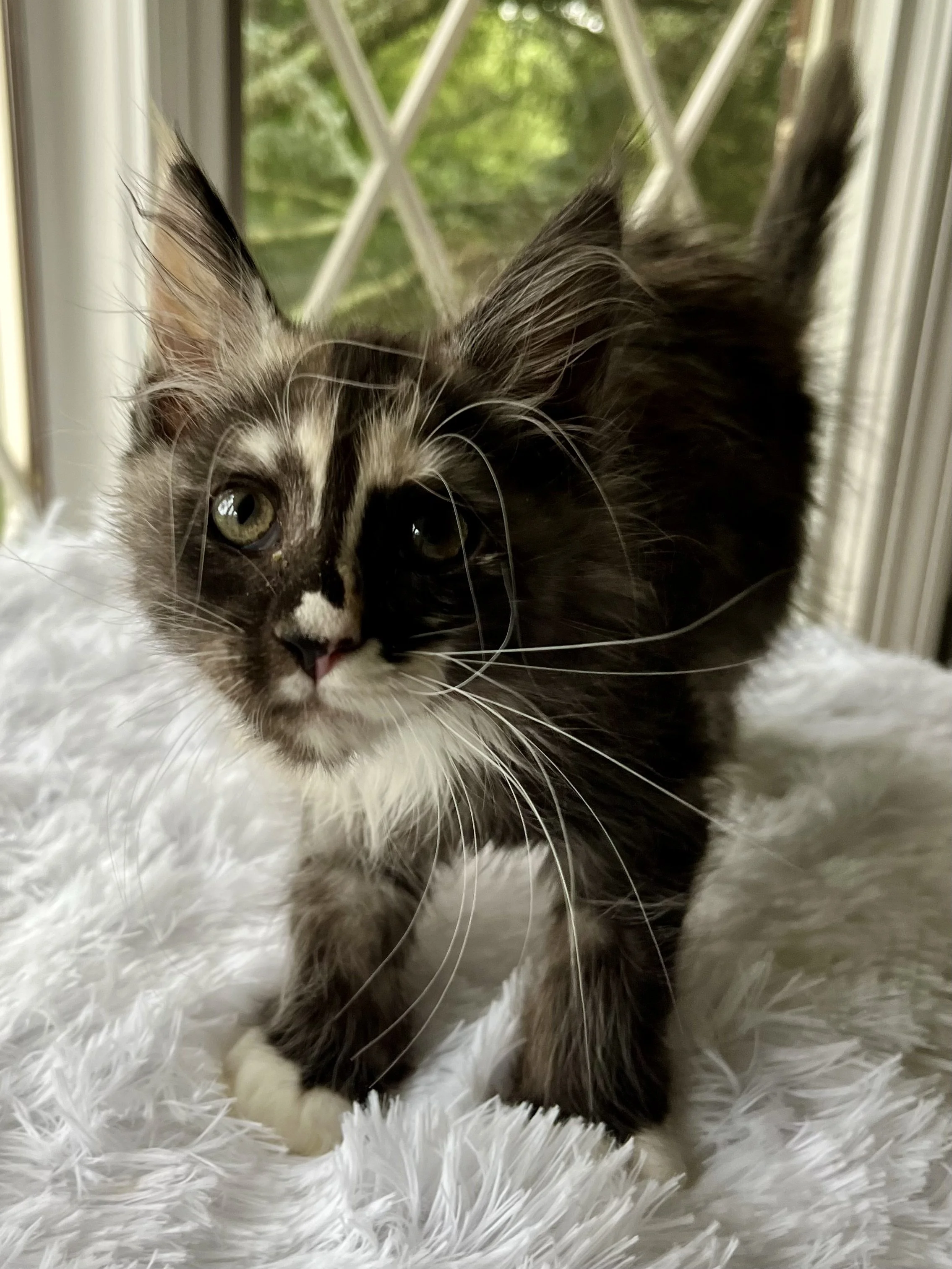 Pearl: Female. Black Smoke Calico Maine Coon kitten- 10 weeks old. Born April 12, 2025 to Ember and Katahdin.
