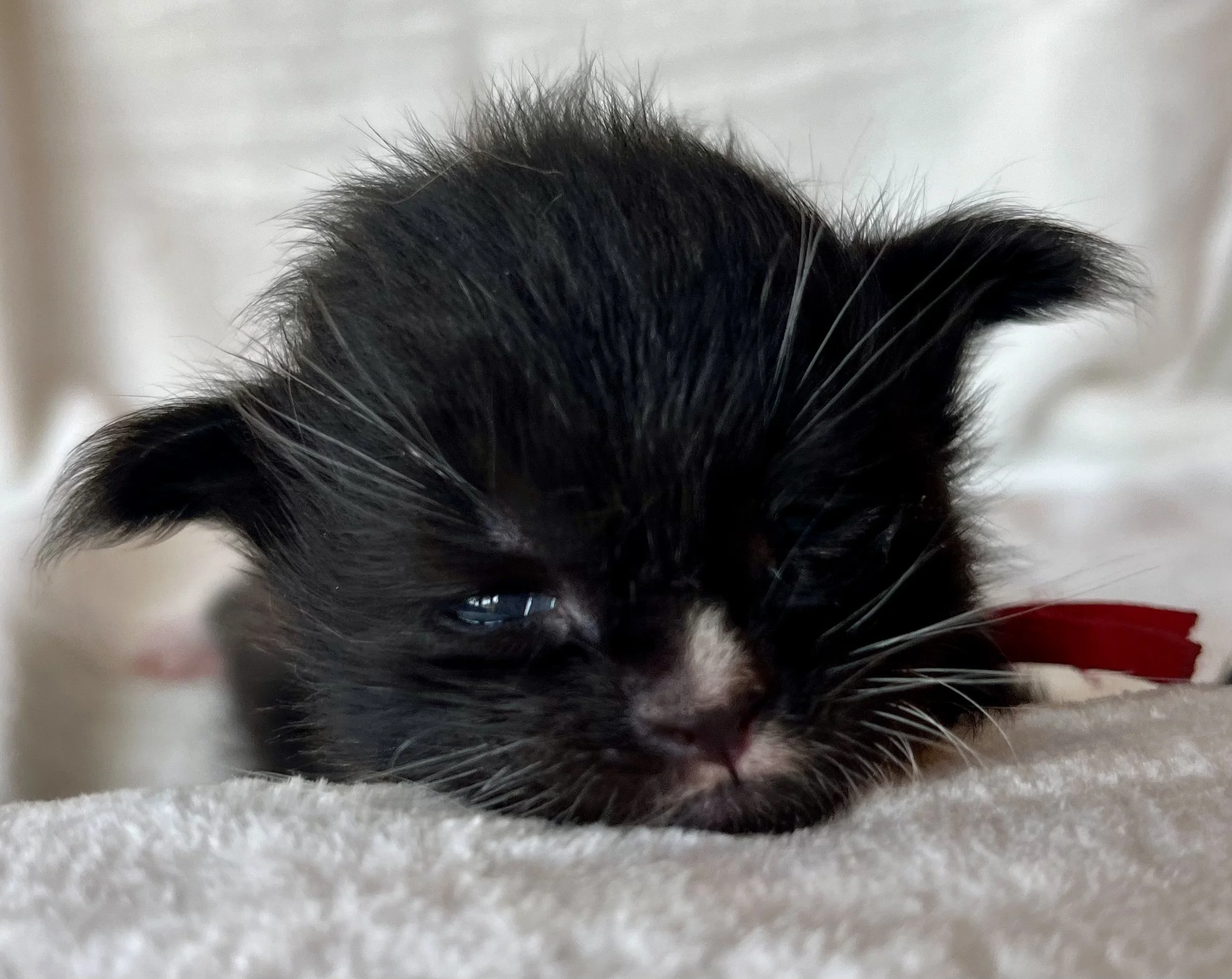 Onyx. Male Black and White Maine Coon kitten- 2 weeks old. Born April 12, 2025 to Ember and Katahdin.