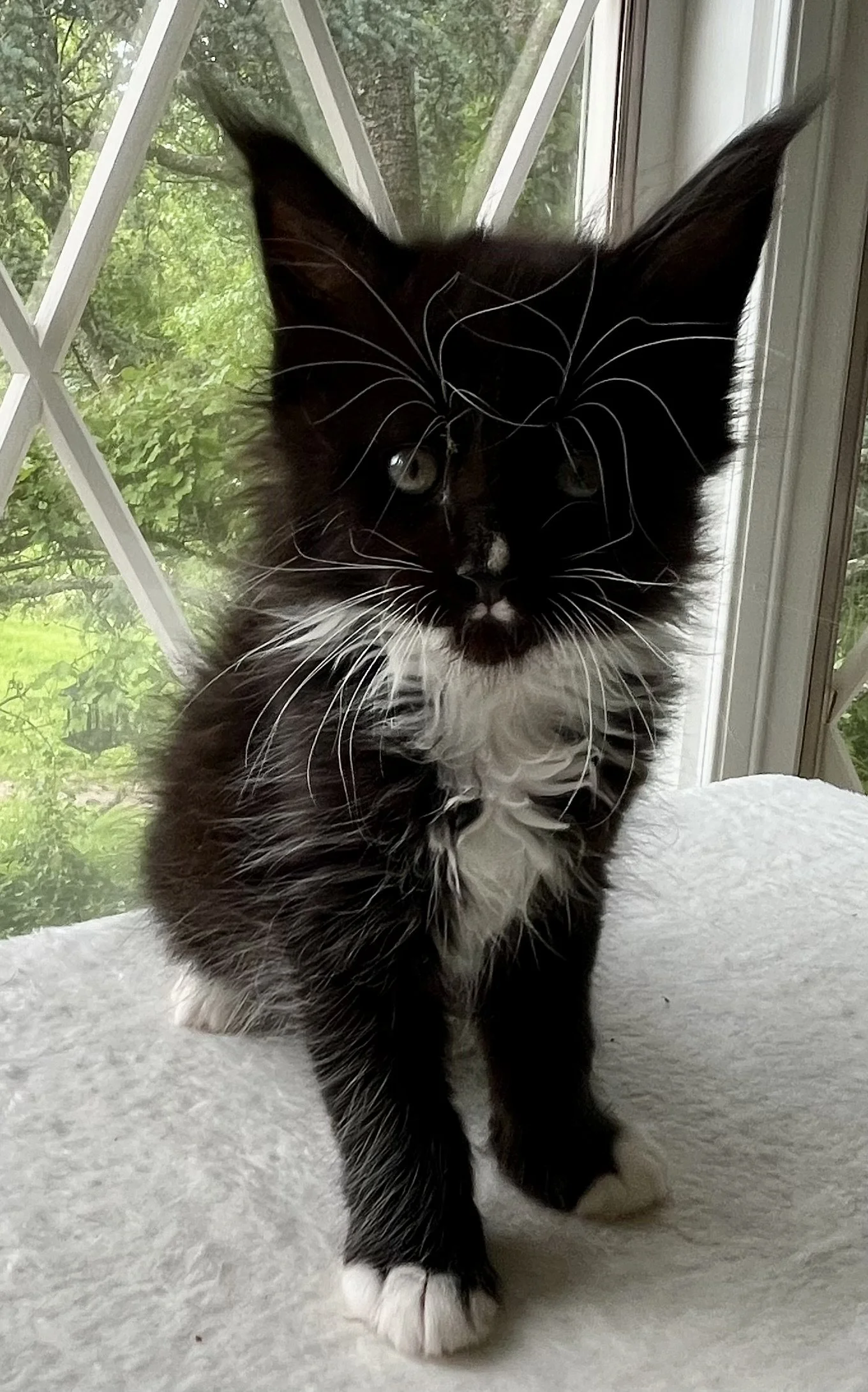 Onyx. Male Black and White Maine Coon kitten- 7 weeks old. Born April 12, 2025 to Ember and Katahdin.