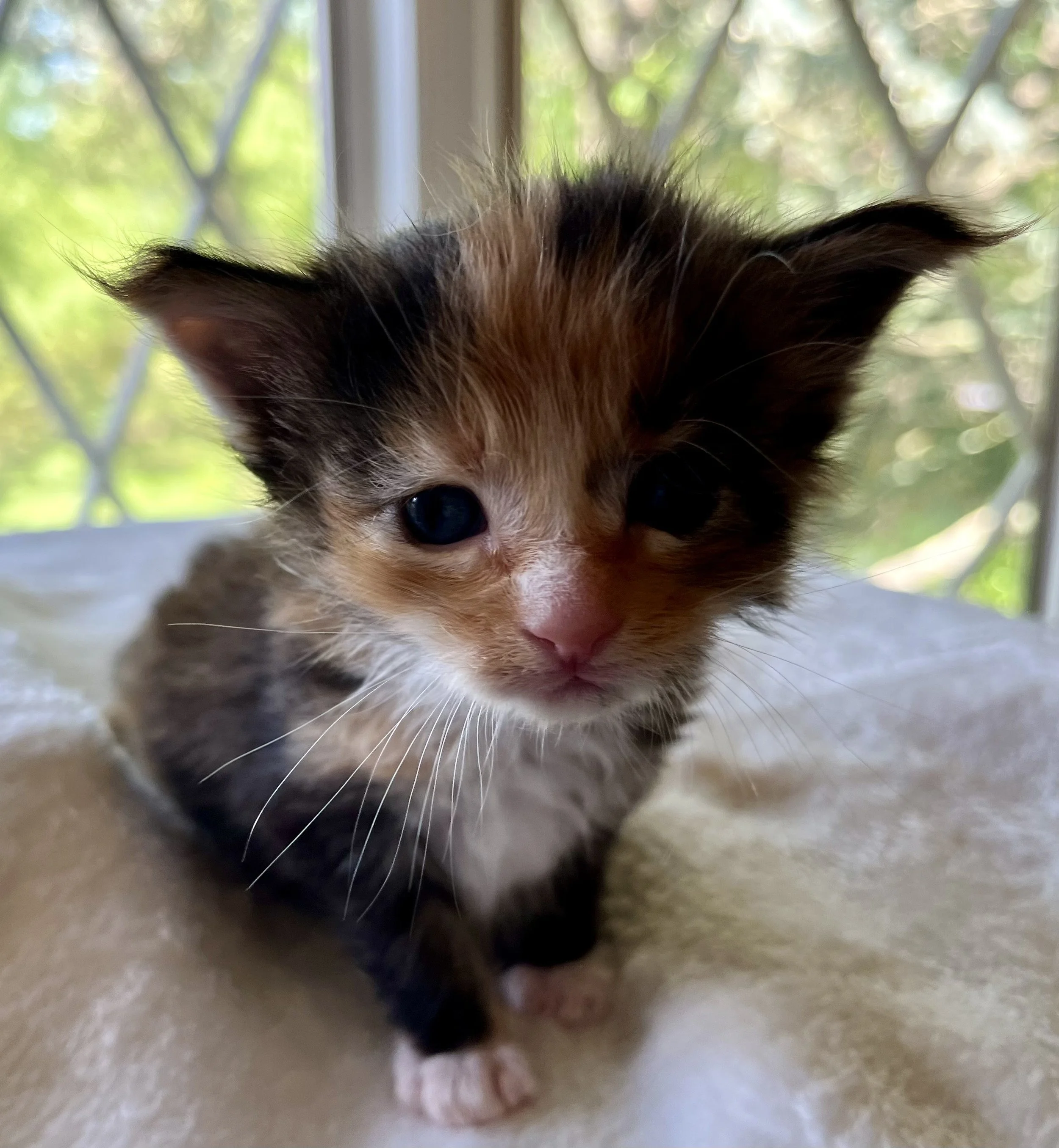 Jade- Calico Maine Coon 3 weeks old. Female