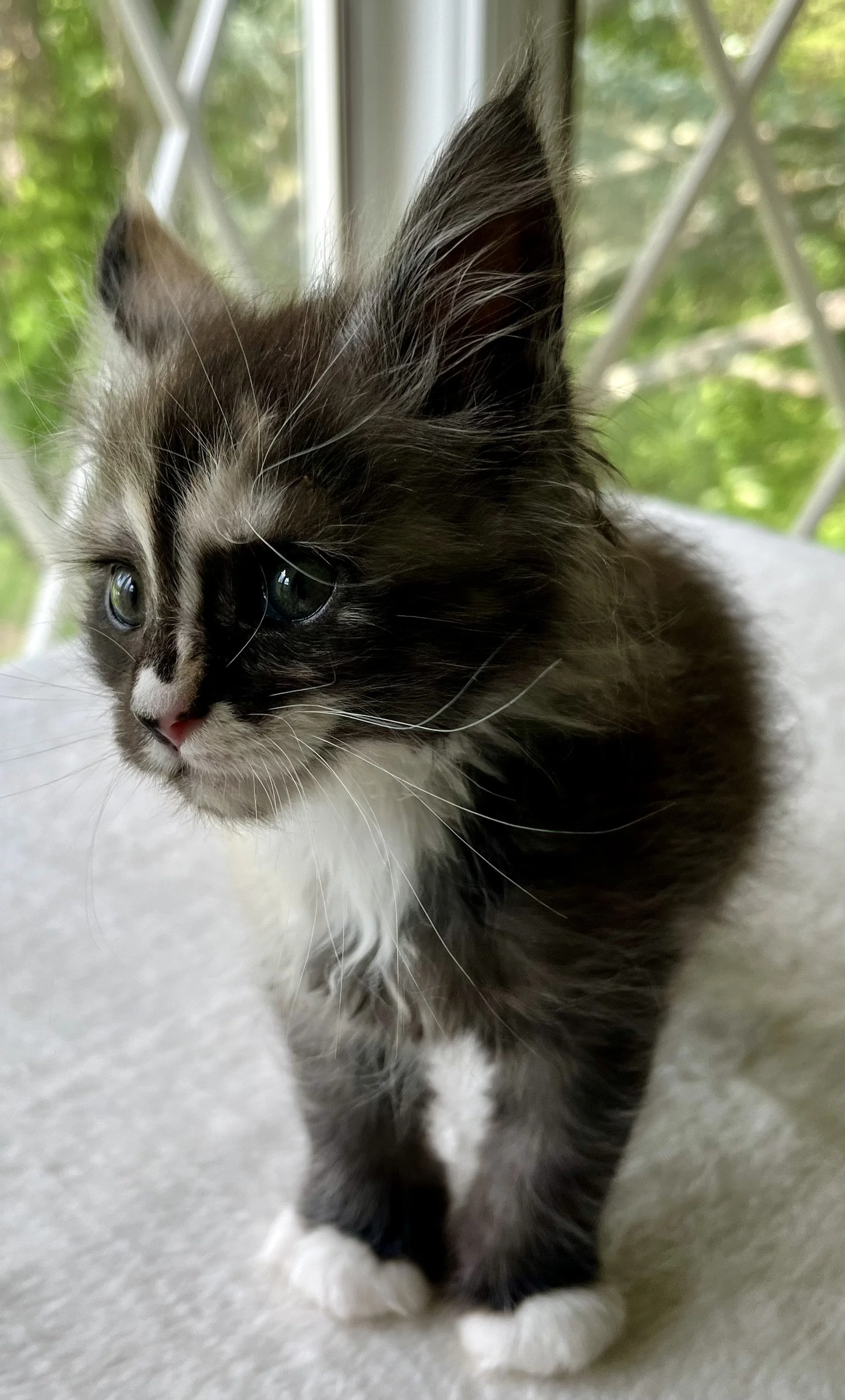 Pearl: Female. Black Smoke Calico Maine Coon kitten- 7 weeks old. Born April 12, 2025 to Ember and Katahdin.