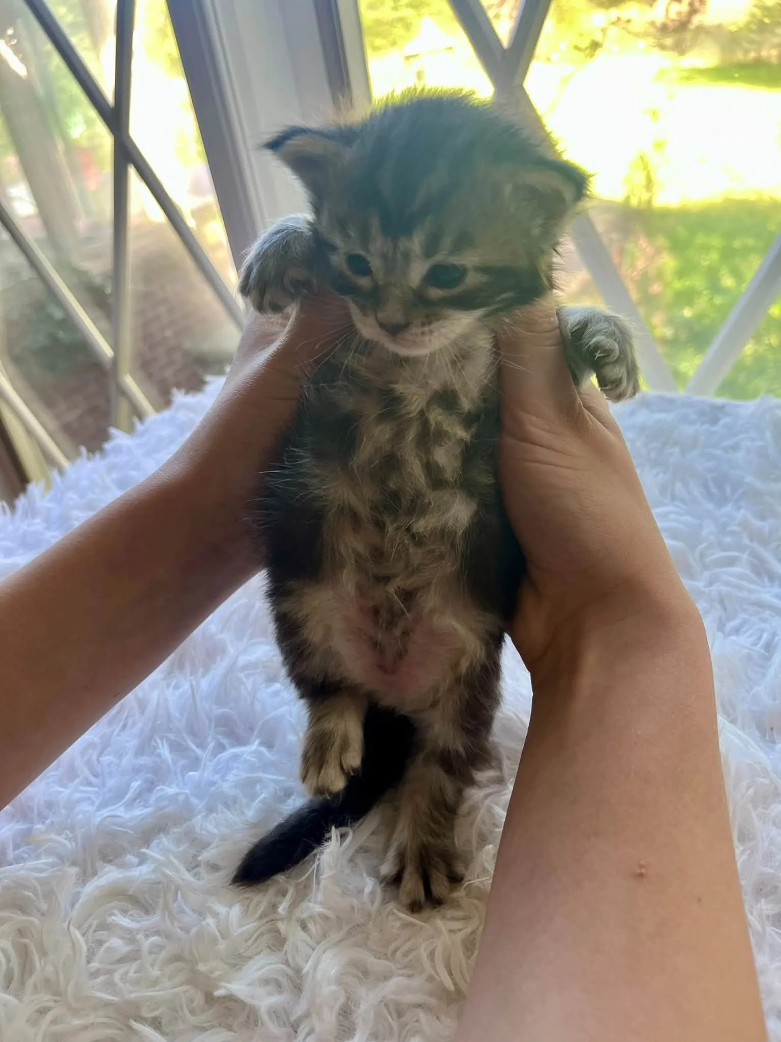 Acorn 2 weeks