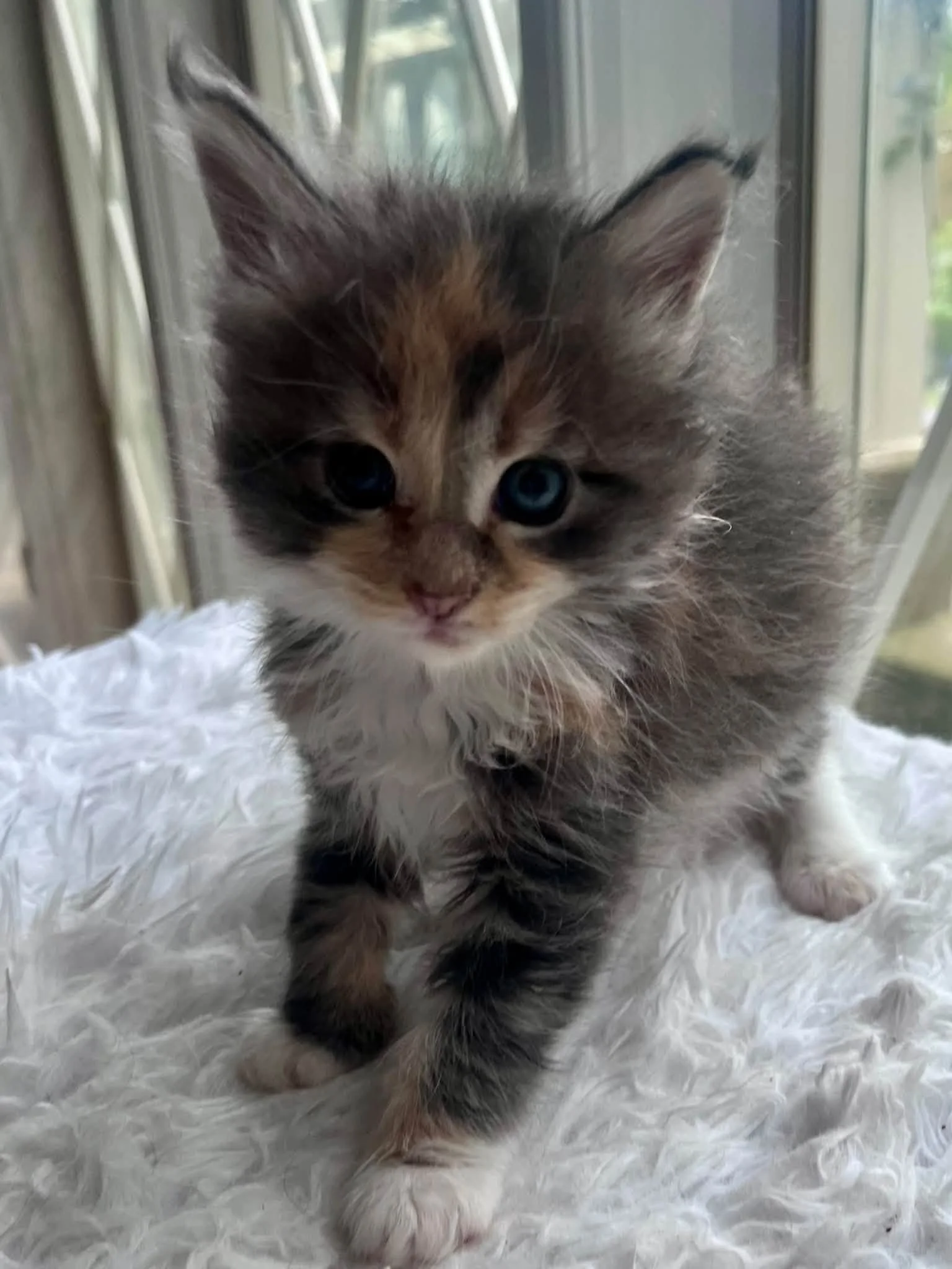 Buttercup 5 weeks