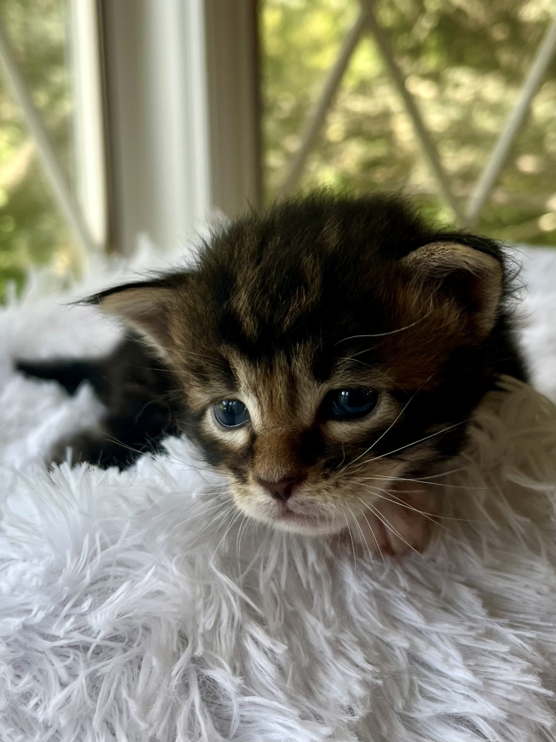 Rolo. Male Black/ Brown Tabby with White Maine Coon kitten- 4 weeks old. Born June 16, 2025 to Lola and Katahdin.