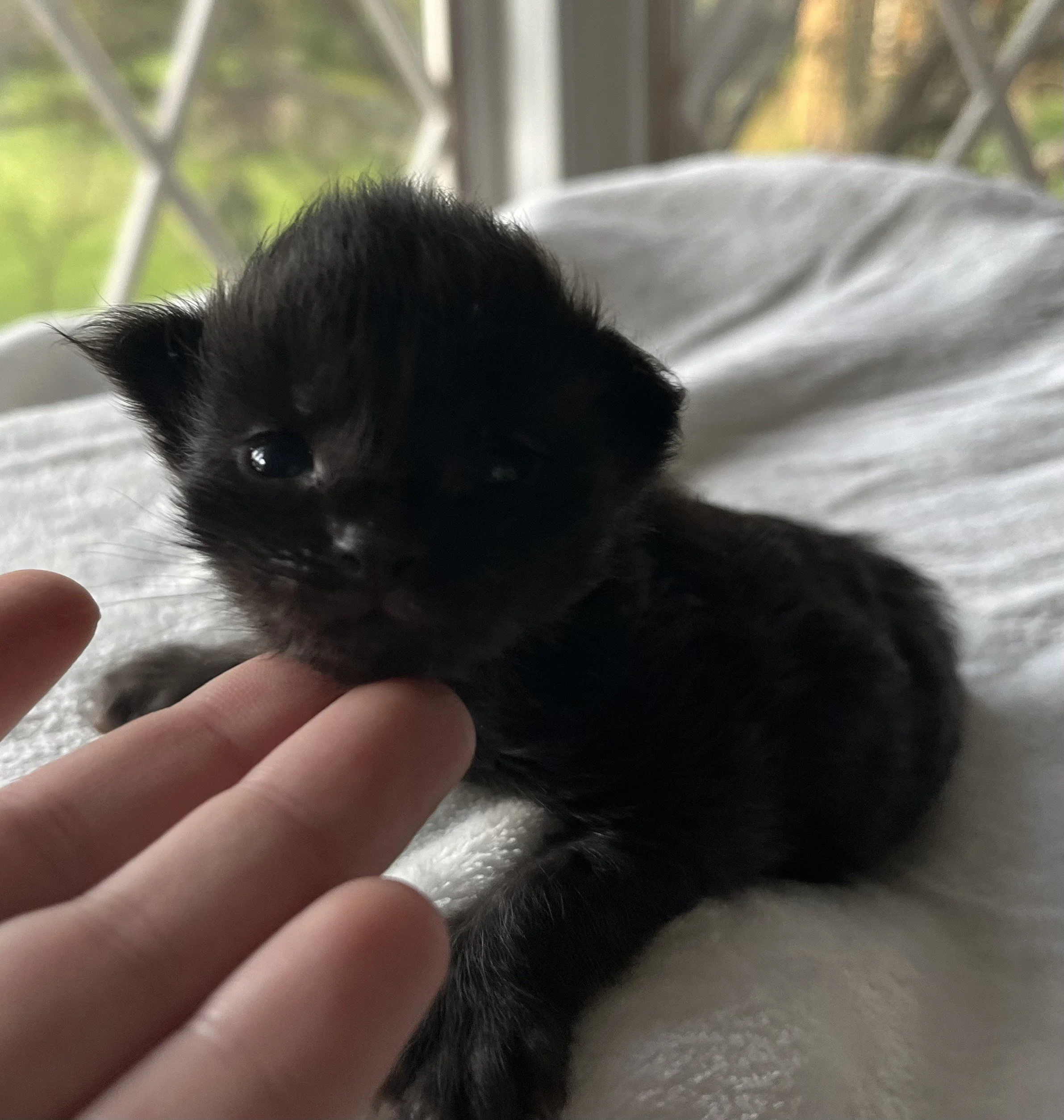 Jasper- Male Black Maine Coon kitten - 2 weeks old- Born April 12, 2025 to Ember and Katahdin