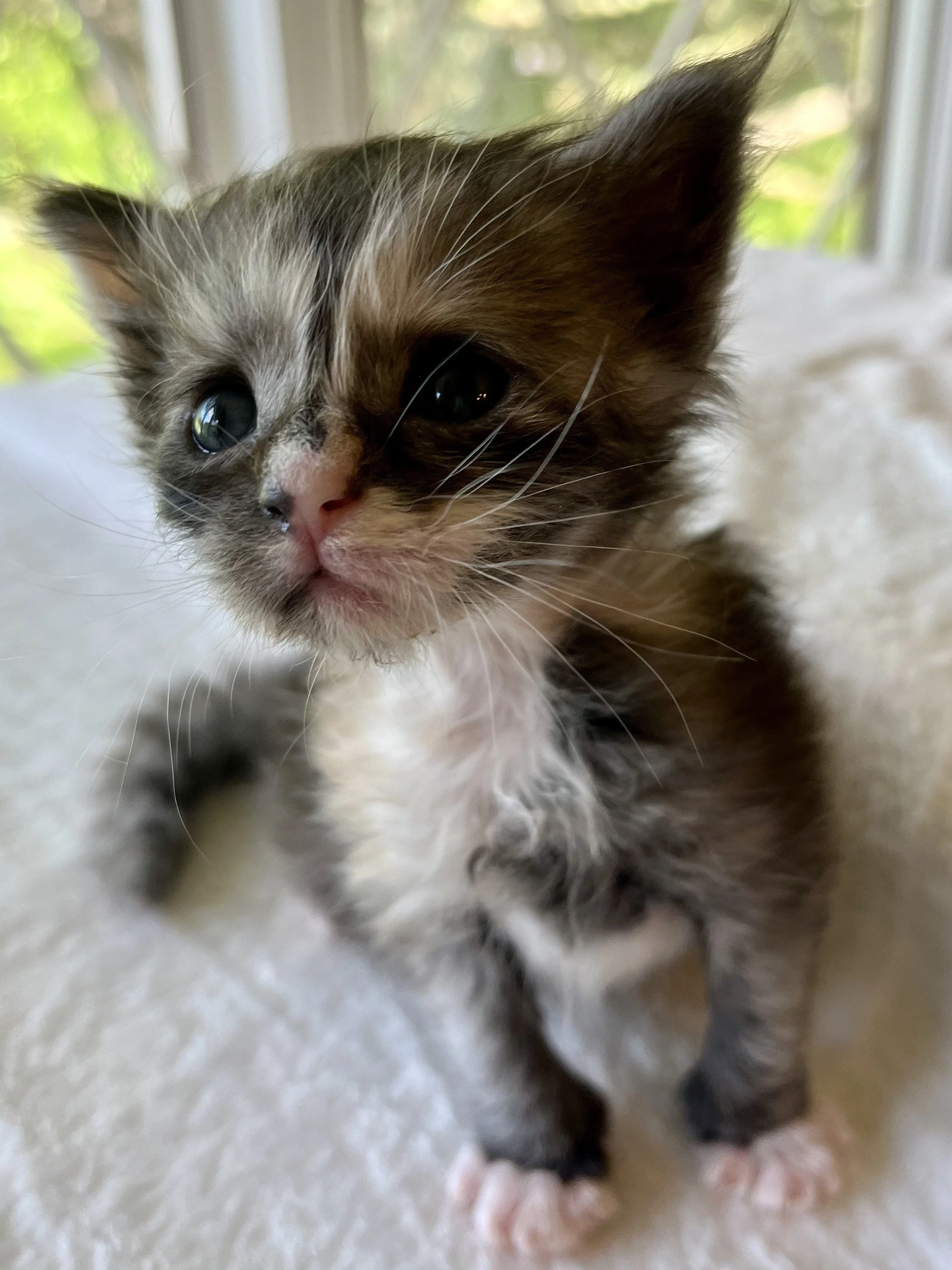 Pearl: Female. Black Smoke Calico Maine Coon kitten- 3 weeks old. Born April 12, 2025 to Ember and Katahdin.