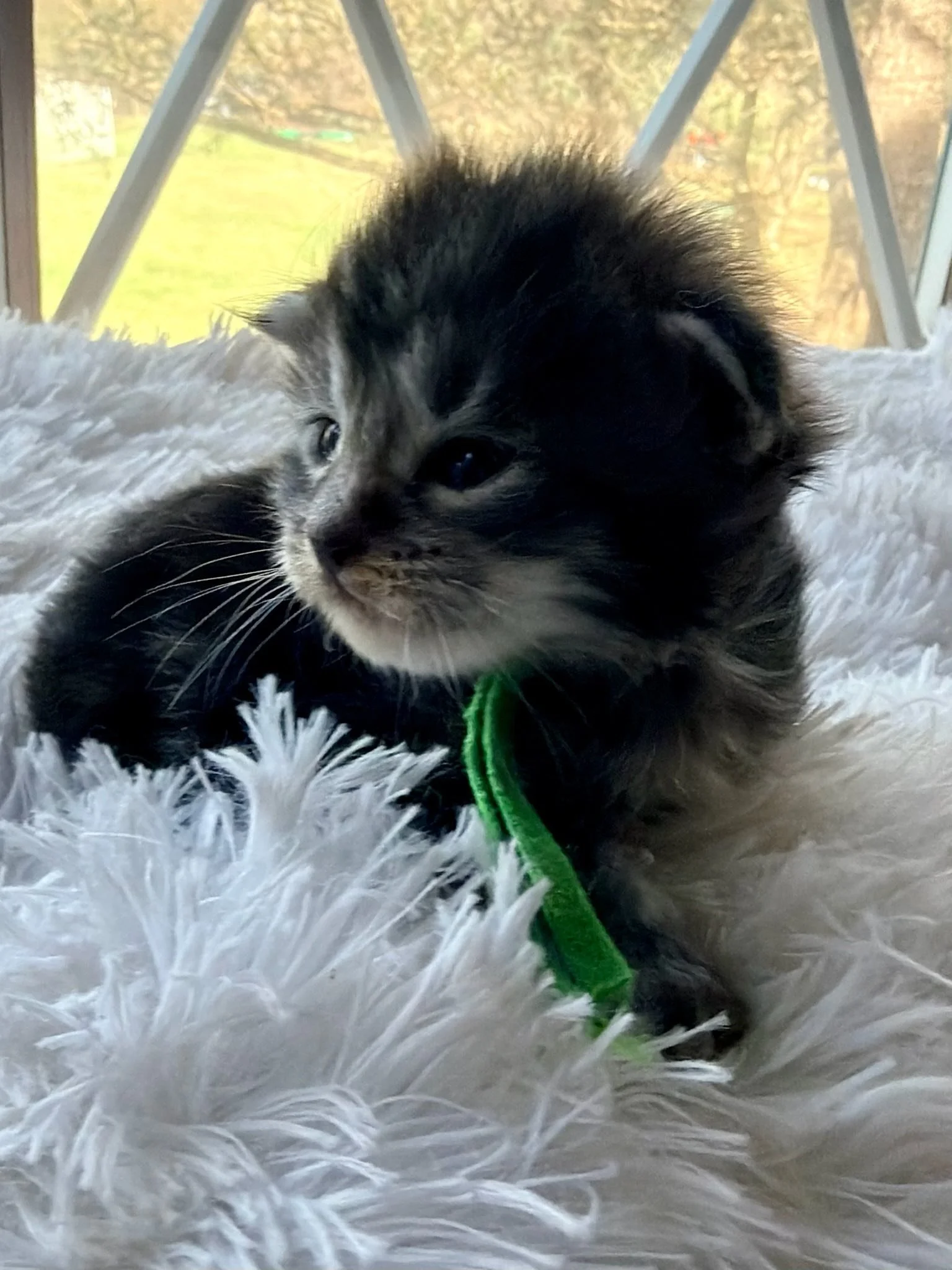 Cortland, 2 weeks old