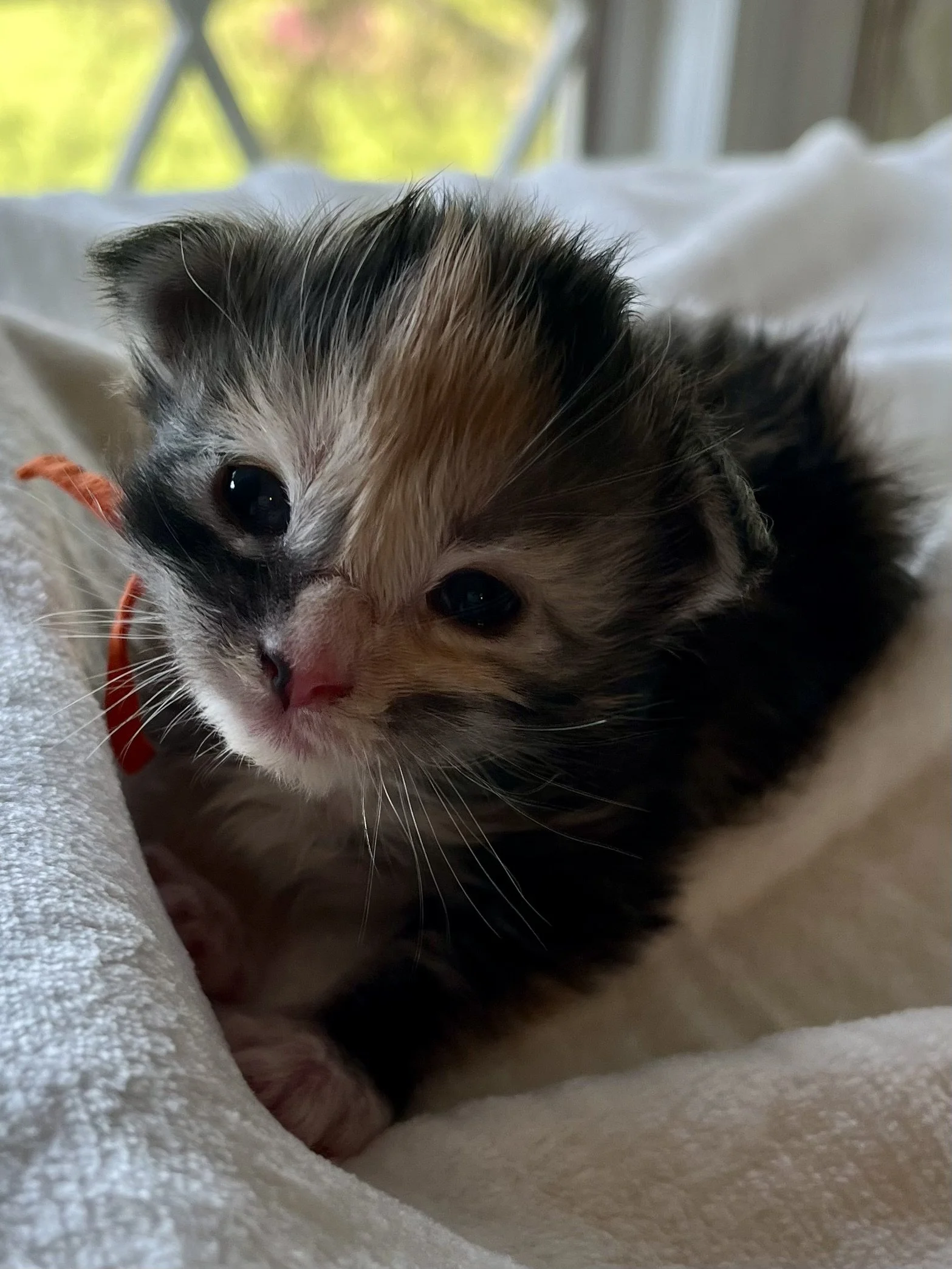 Sapphire. Female. Black Smoke Calico Maine Coon kitten- 2 weeks old. Born April 12, 2025 to Ember and Katahdin.