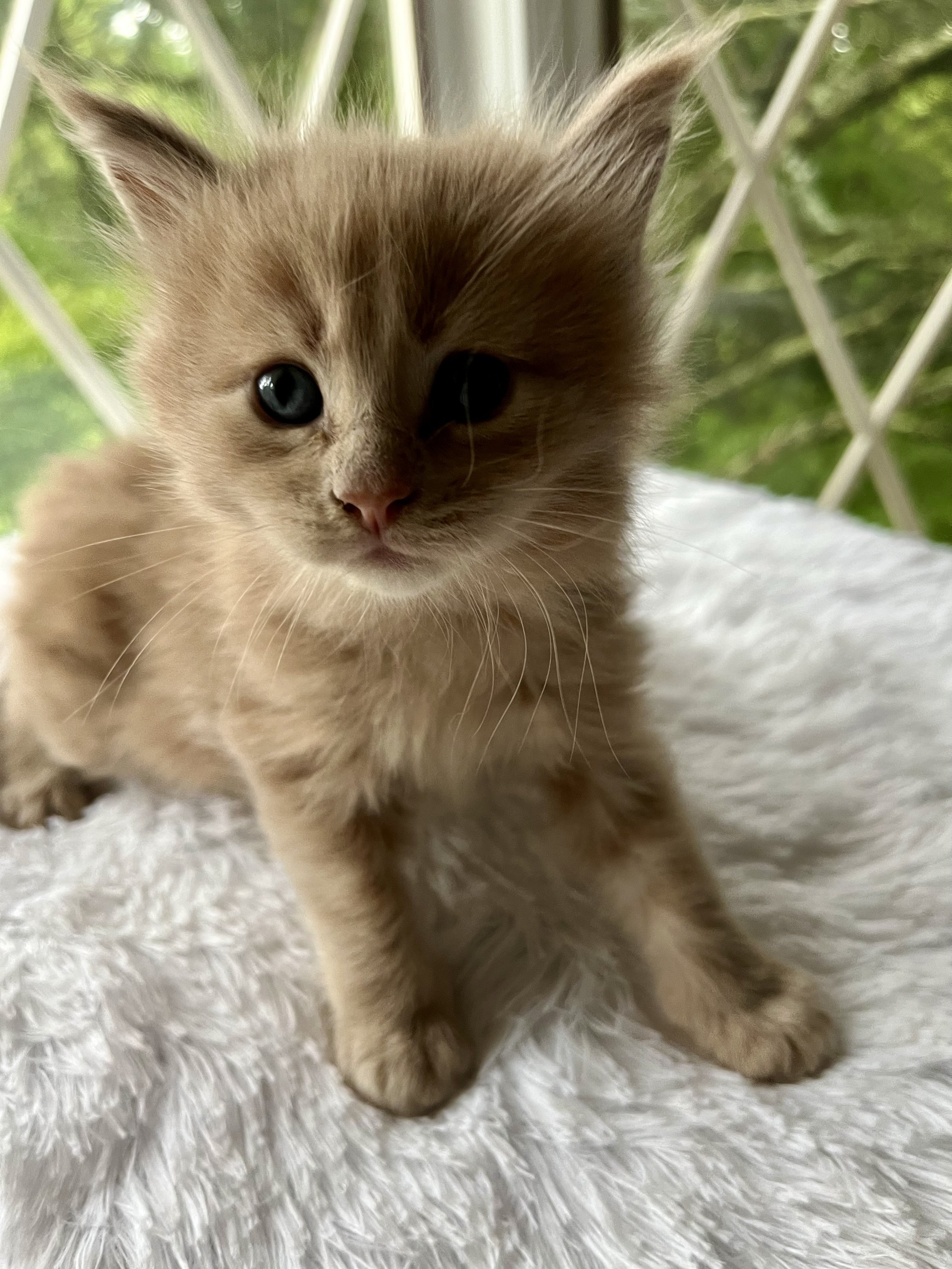 Sunny. Red male Maine Coon kitten- 4 weeks old. Born May 25, 2025 to Jenna and Katahdin.