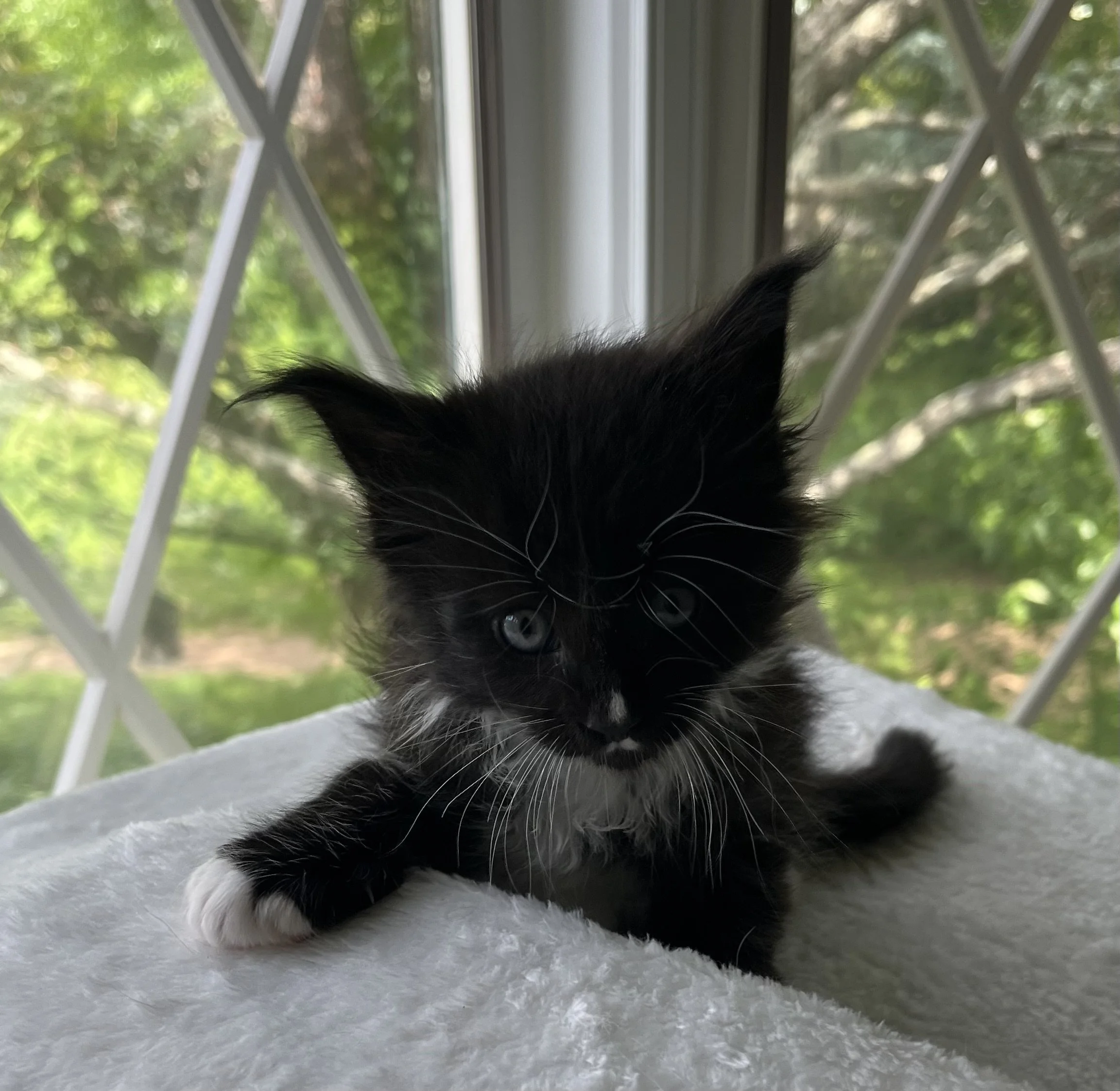 Onyx. Male Black and White Maine Coon kitten- 5 weeks old. Born April 12, 2025 to Ember and Katahdin.