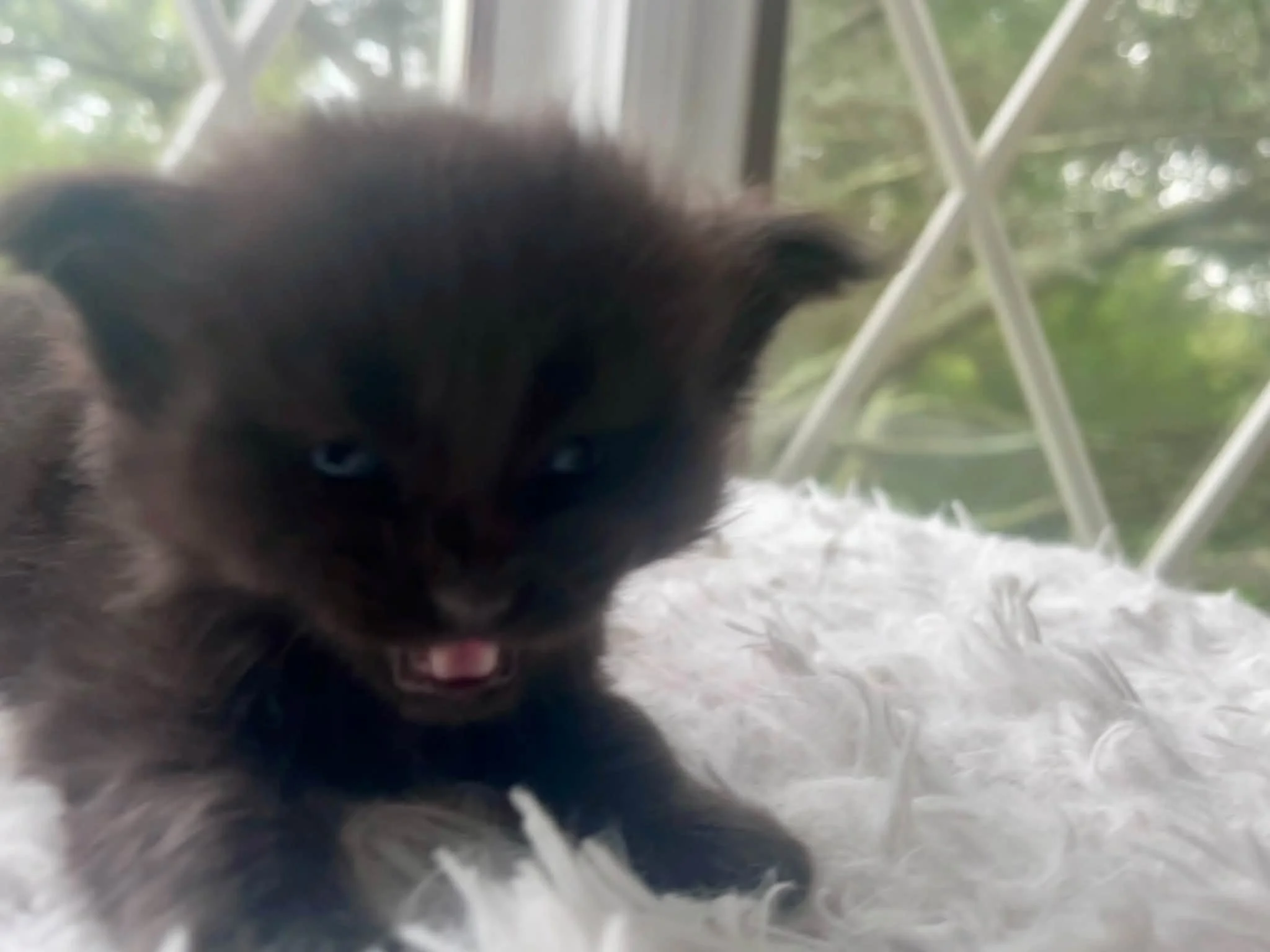 Pumpkin 4 weeks