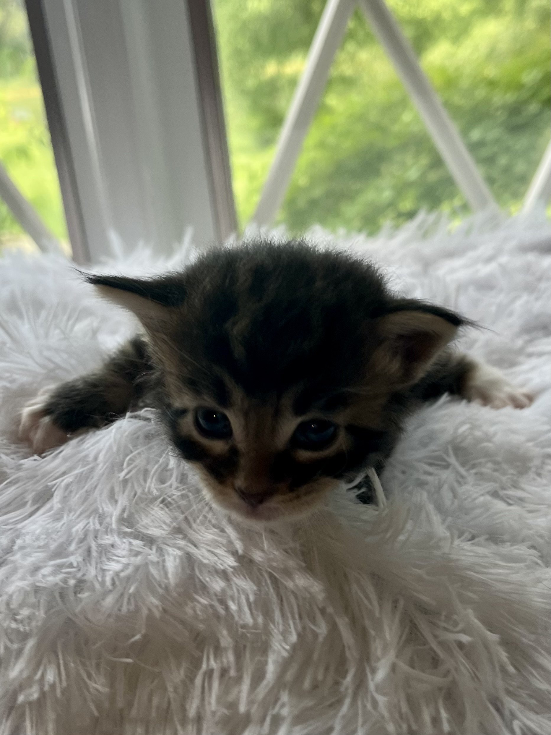 Rolo. Male Black/ Brown Tabby with White Maine Coon kitten- 4 weeks old. Born June 16, 2025 to Lola and Katahdin.