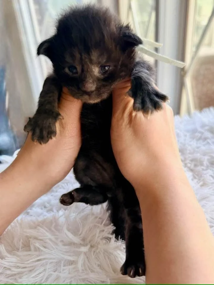 Pippin, Boy, Black Smoke