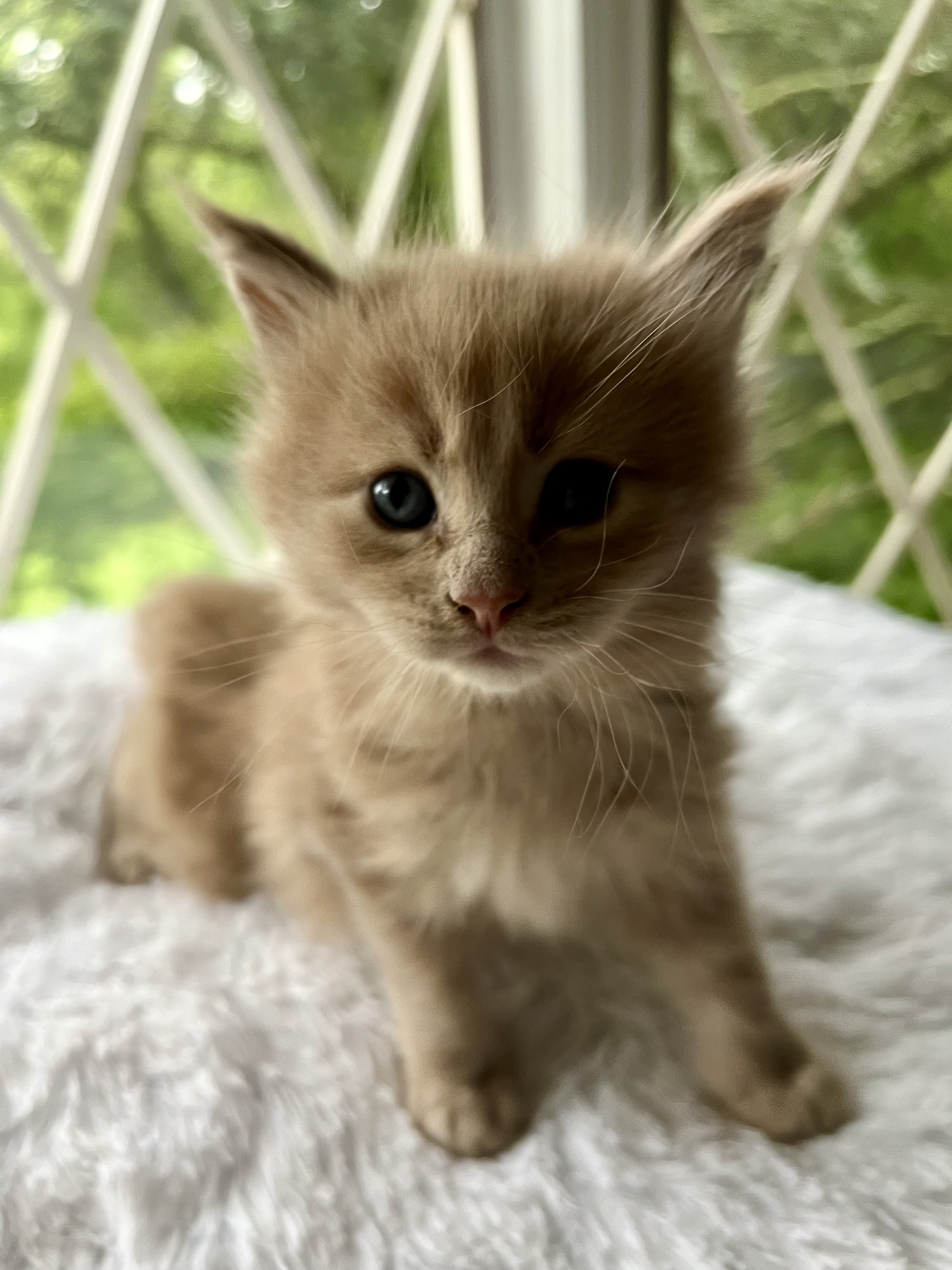 Sunny. Red male Maine Coon kitten- 4 weeks old. Born May 25, 2025 to Jenna and Katahdin.